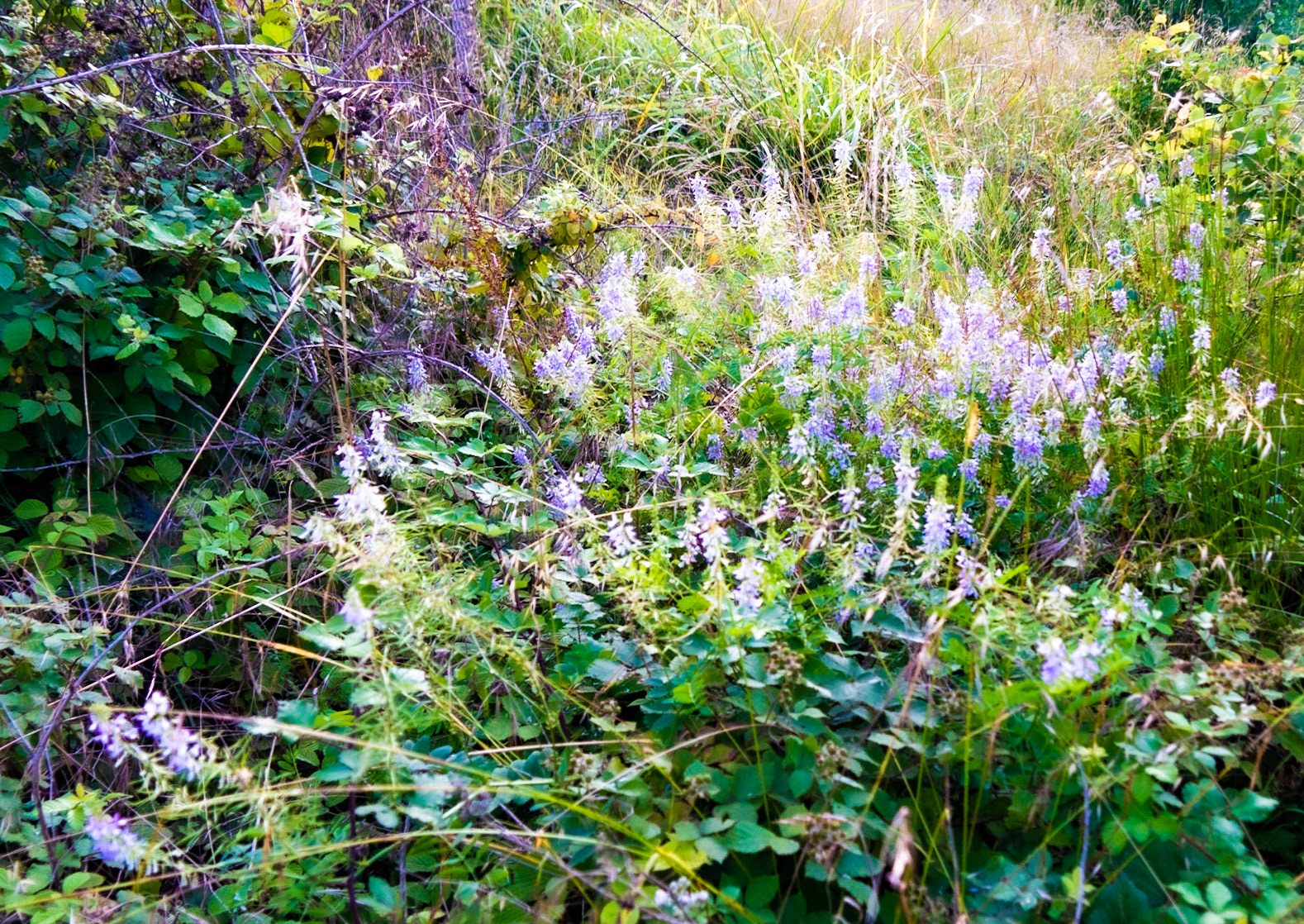 Ömerliköy watermain route: lupins (?)