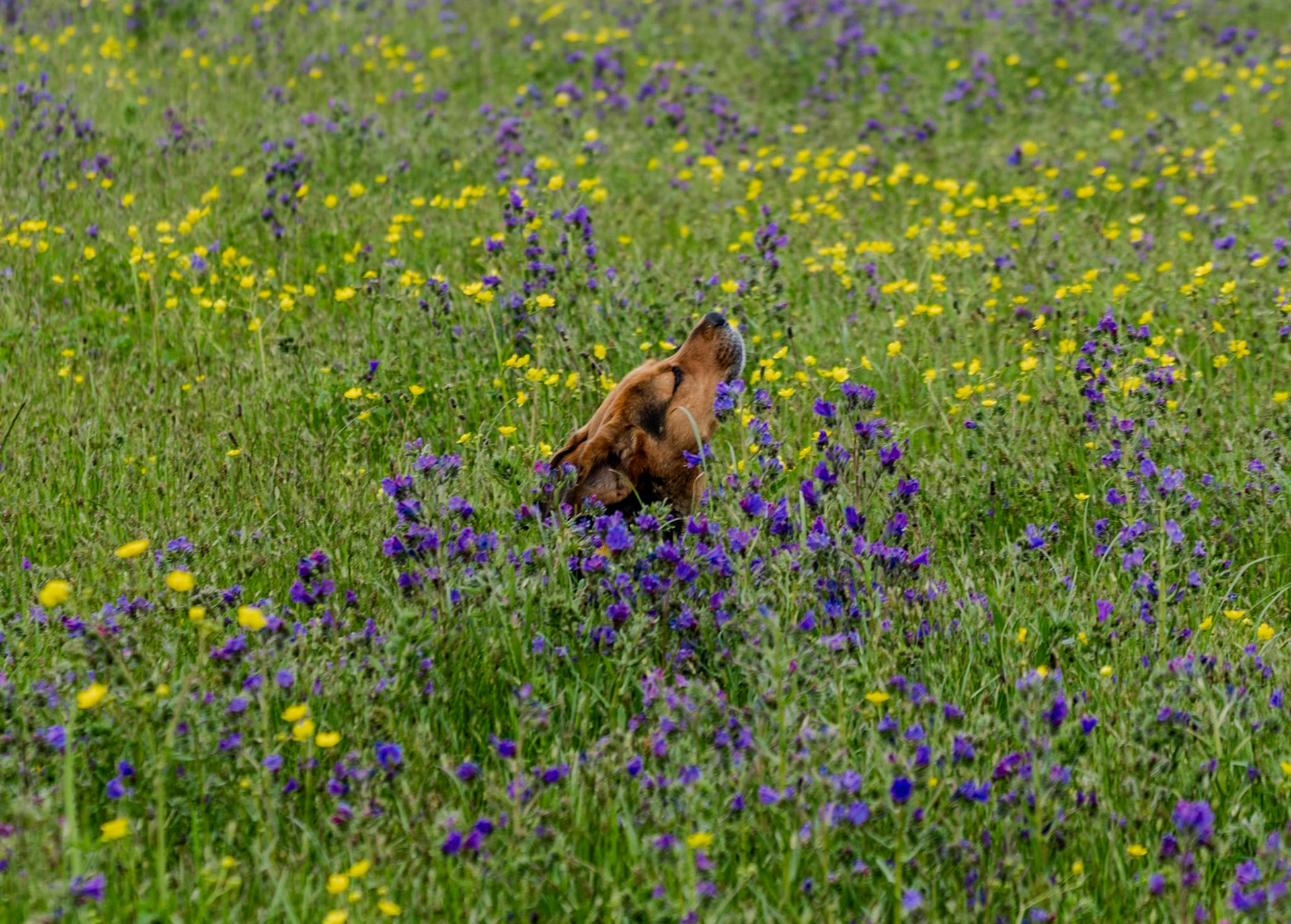 the first Sazlıdere flower meadow: ecstatic daydog
