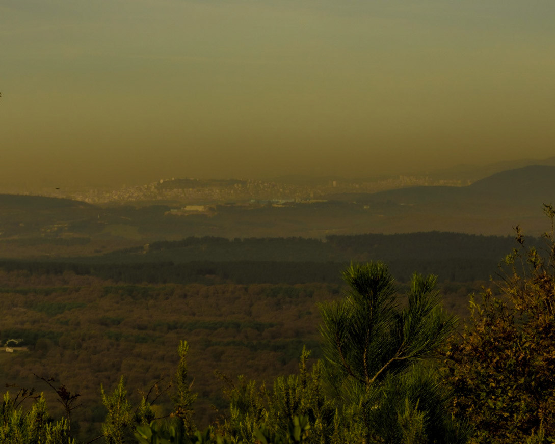 Nazik forest: murky view north (I think)