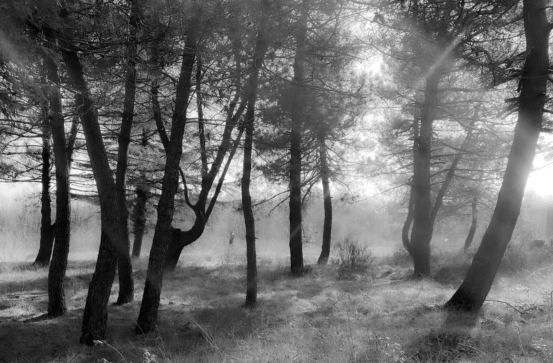 the abandoned military base east of Kılıçlı: a vagueness of curving trees