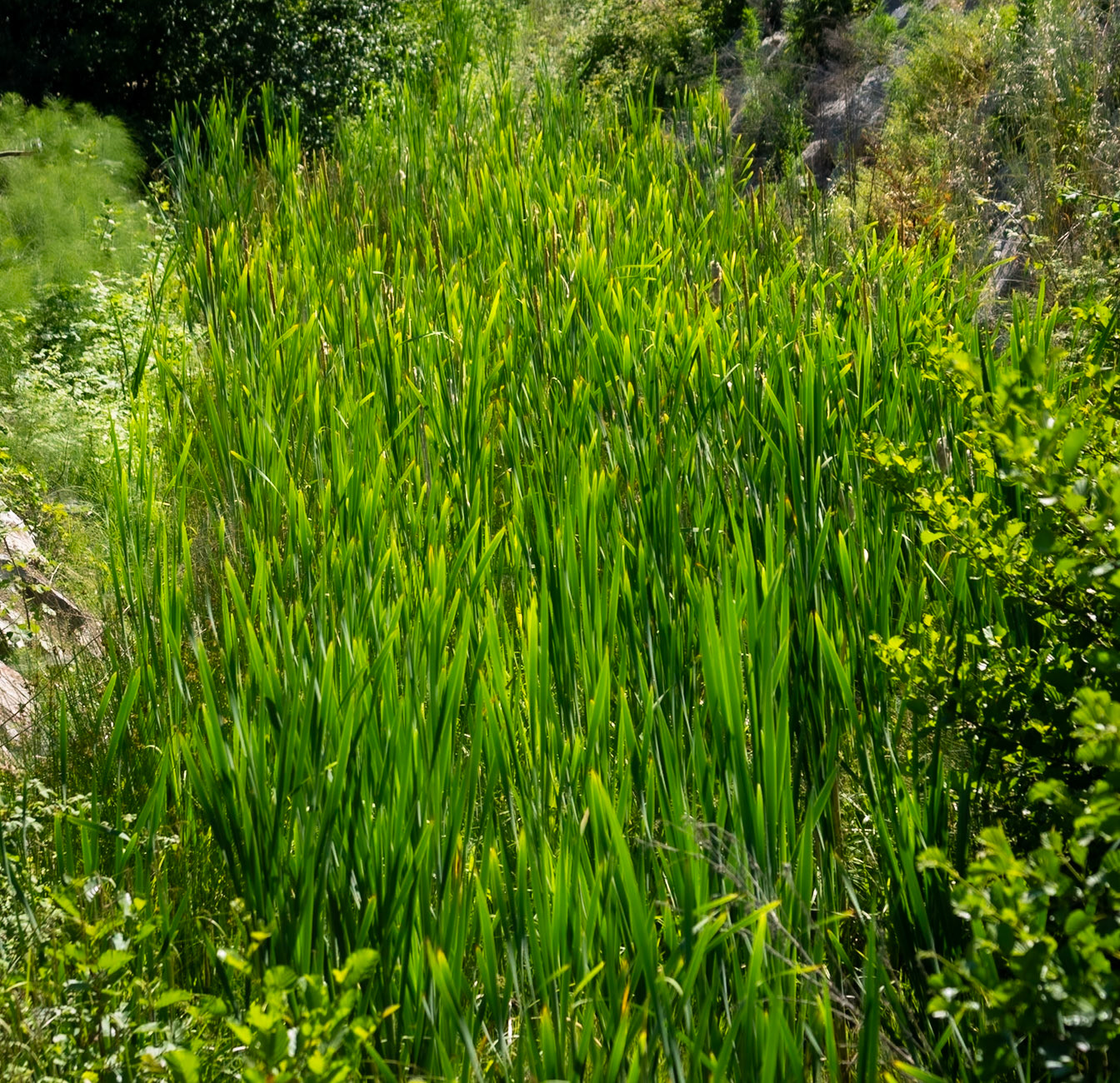 İshaklı forest: yellow flag irises (I think)