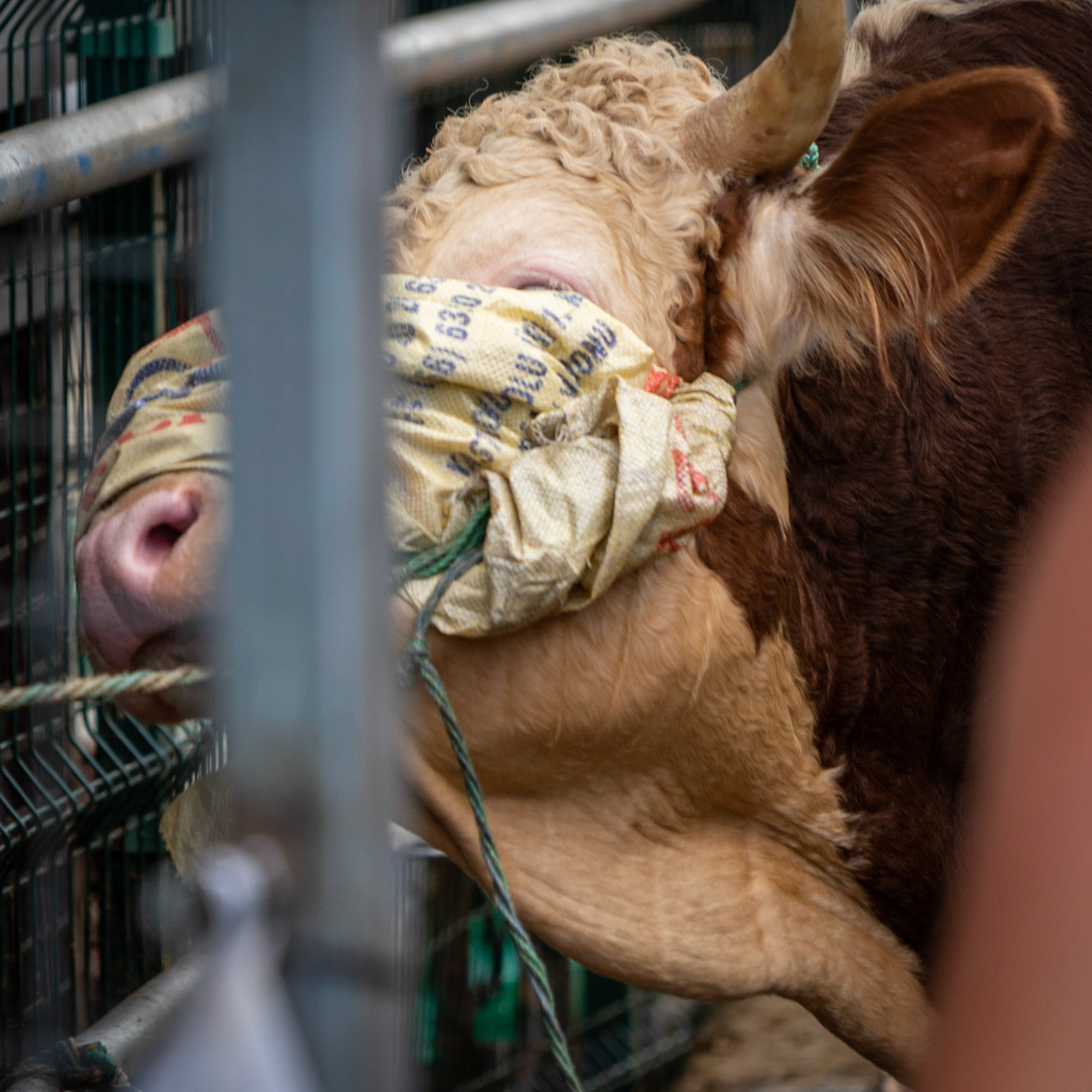 Alibeyköy Kurban Satış ve Kesim Alanı: bull near the end of death row