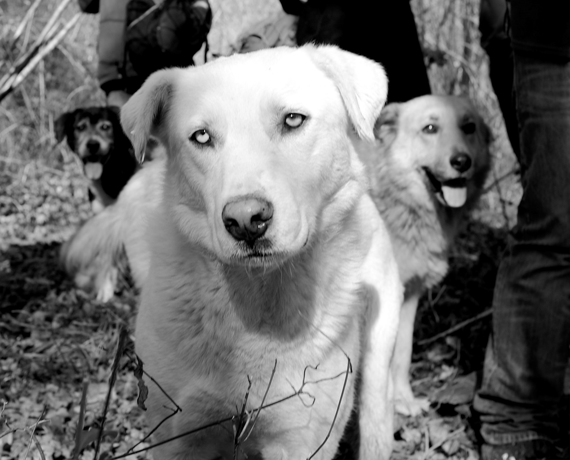 3 of our dogs in the forest between Çayaǧzı and Alibahadır; angelic looks can be deceiving