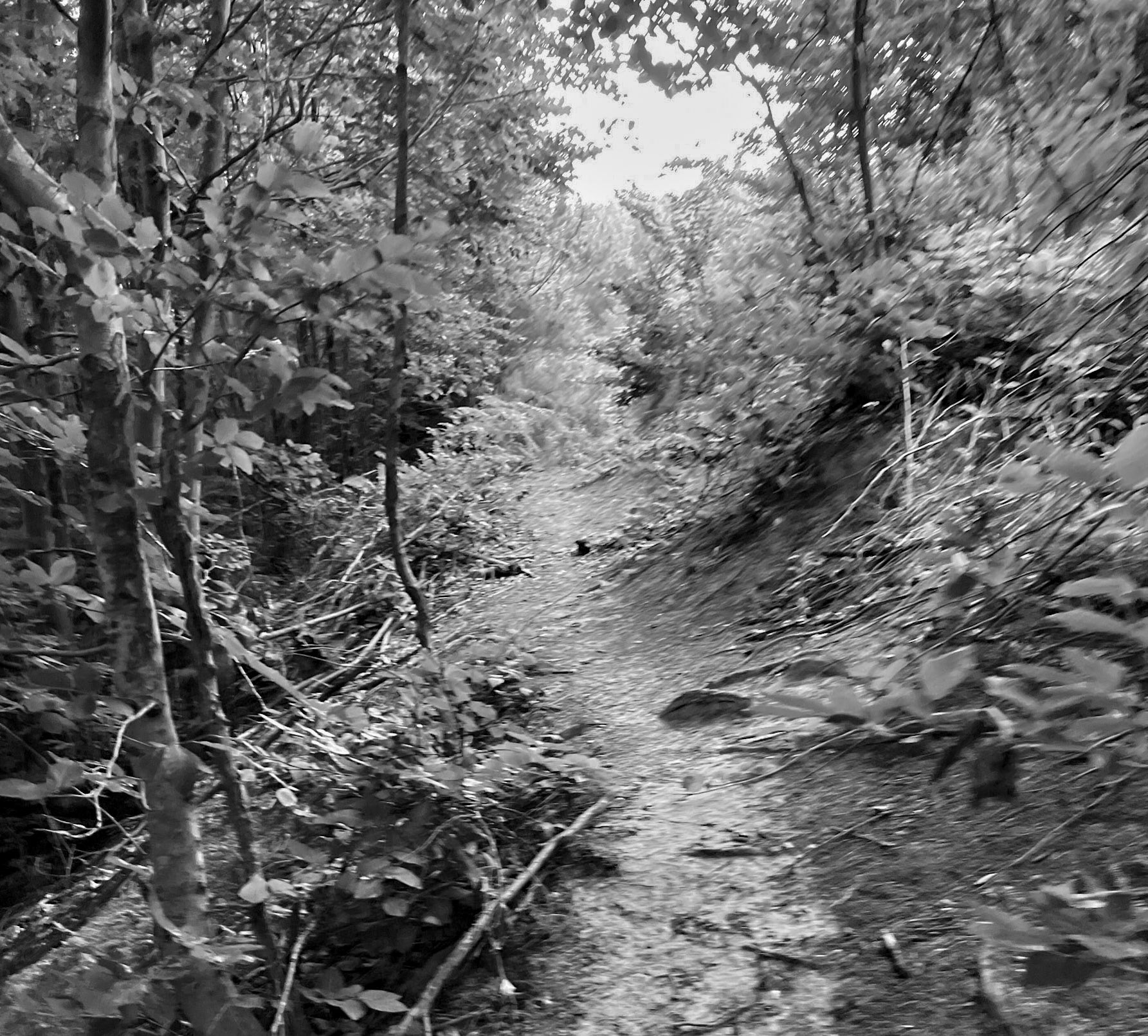 Kozlu valley: forest path