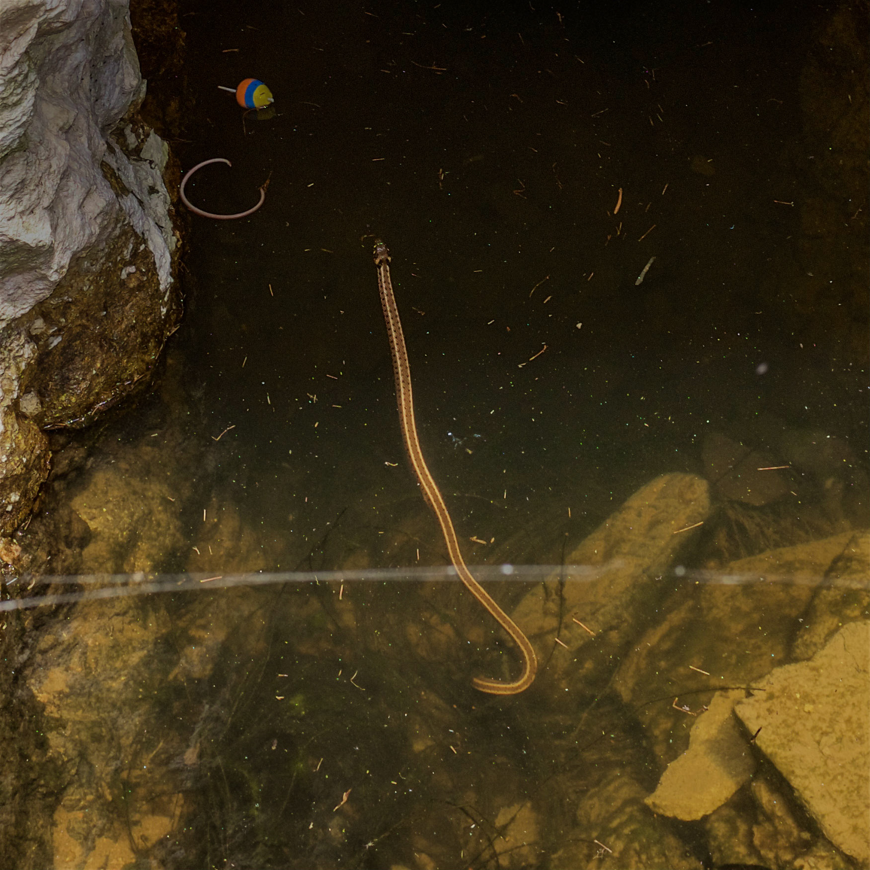 Şamlar gorge reservoir: a snake in the water