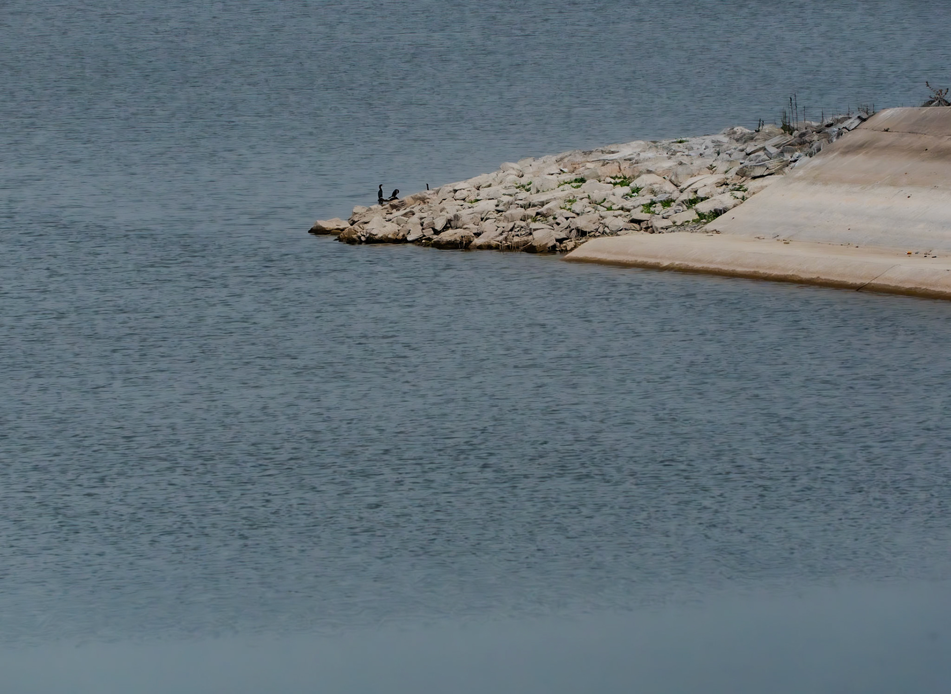 Sazlıdere dam: cormorants