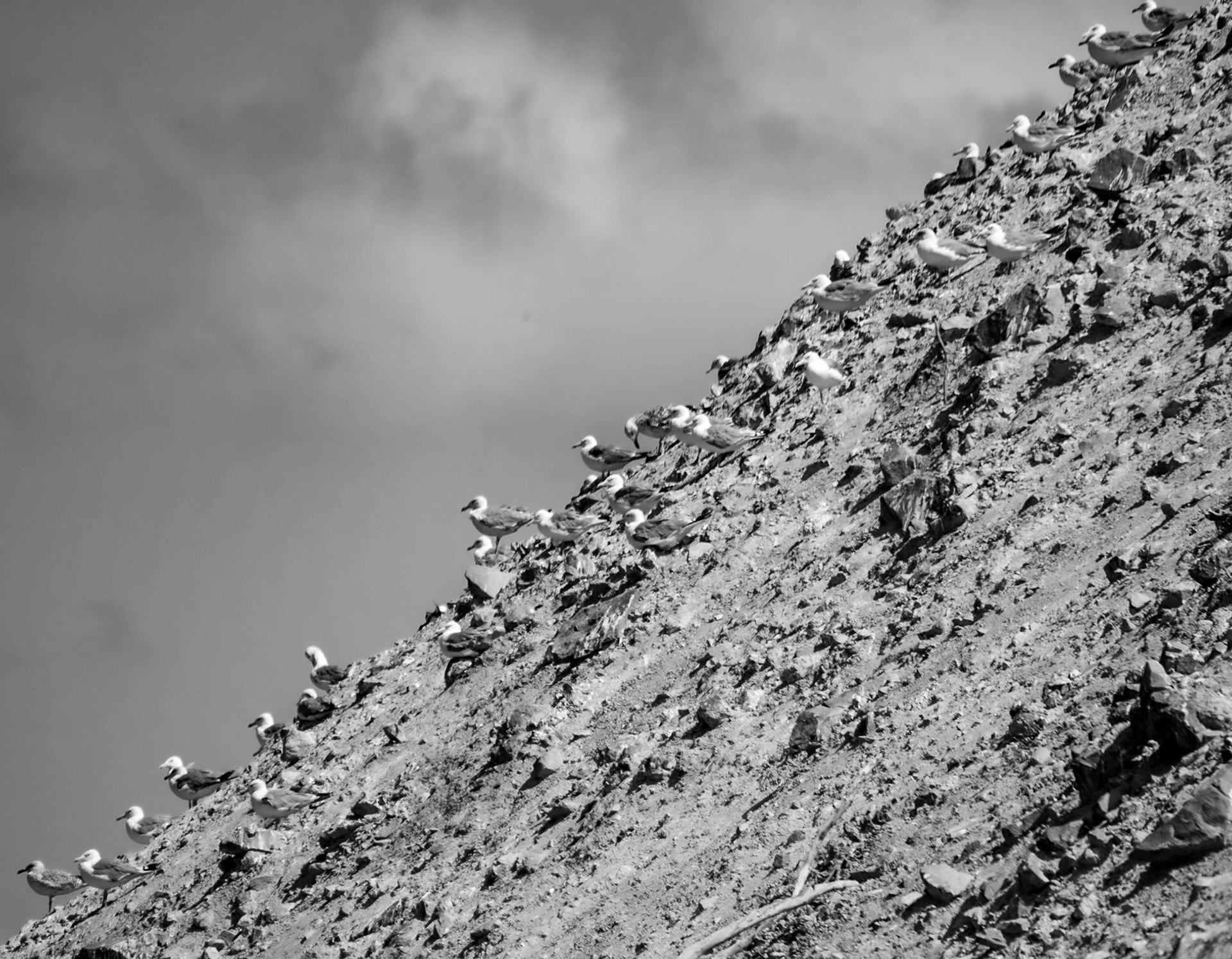 Kurna quarry: a line of sea-facing gulls on a slag heap