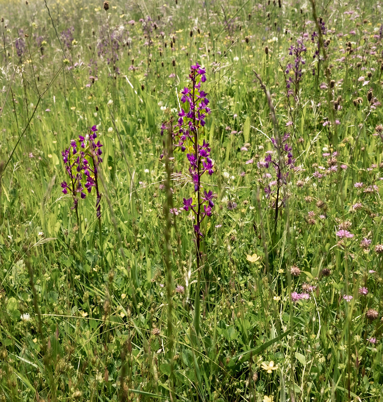 the northeastern Sazlıdere flower meadow: orchids in flower