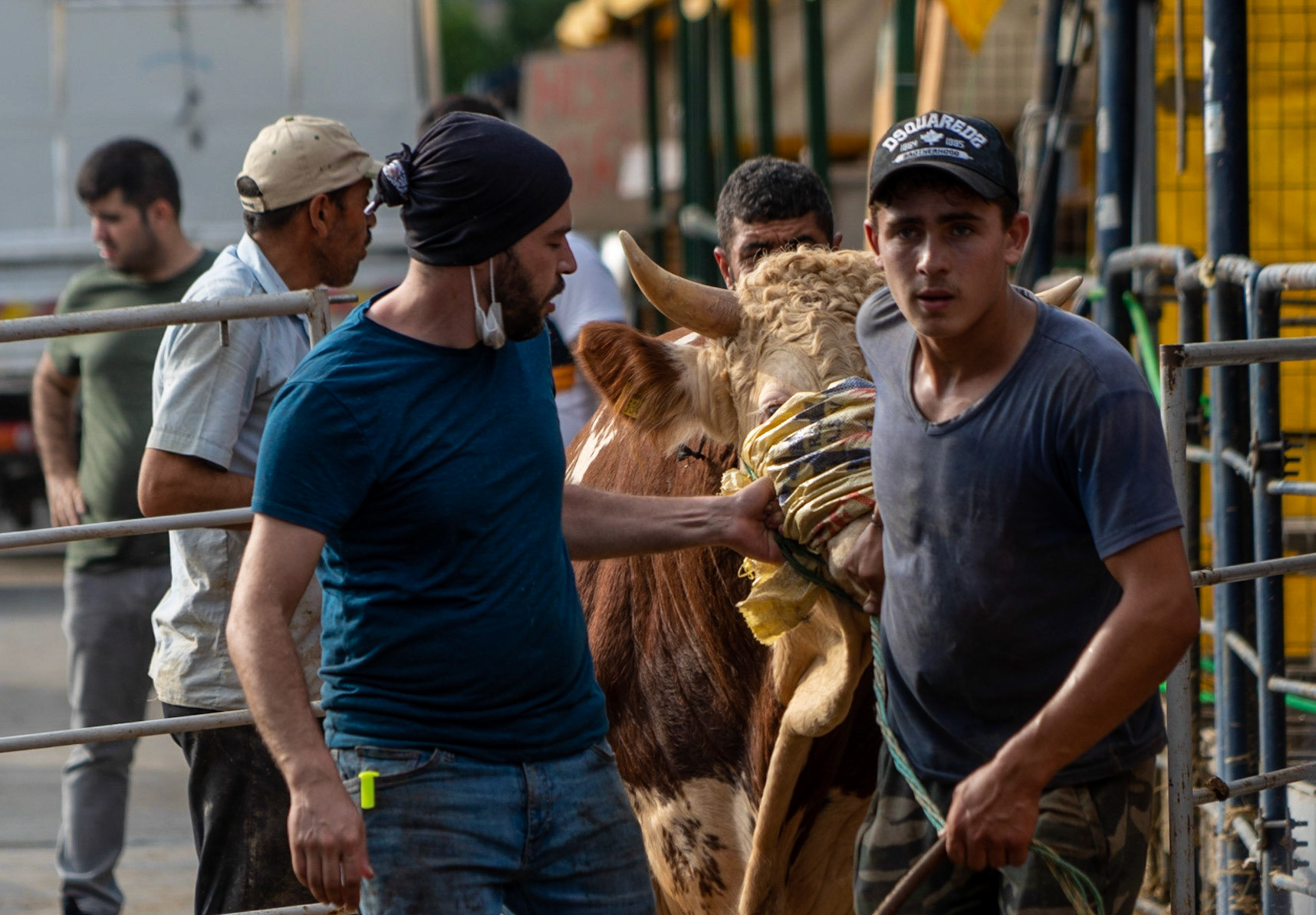 Alibeyköy Kurban Satış ve Kesim Alanı: bull being pulled into death row