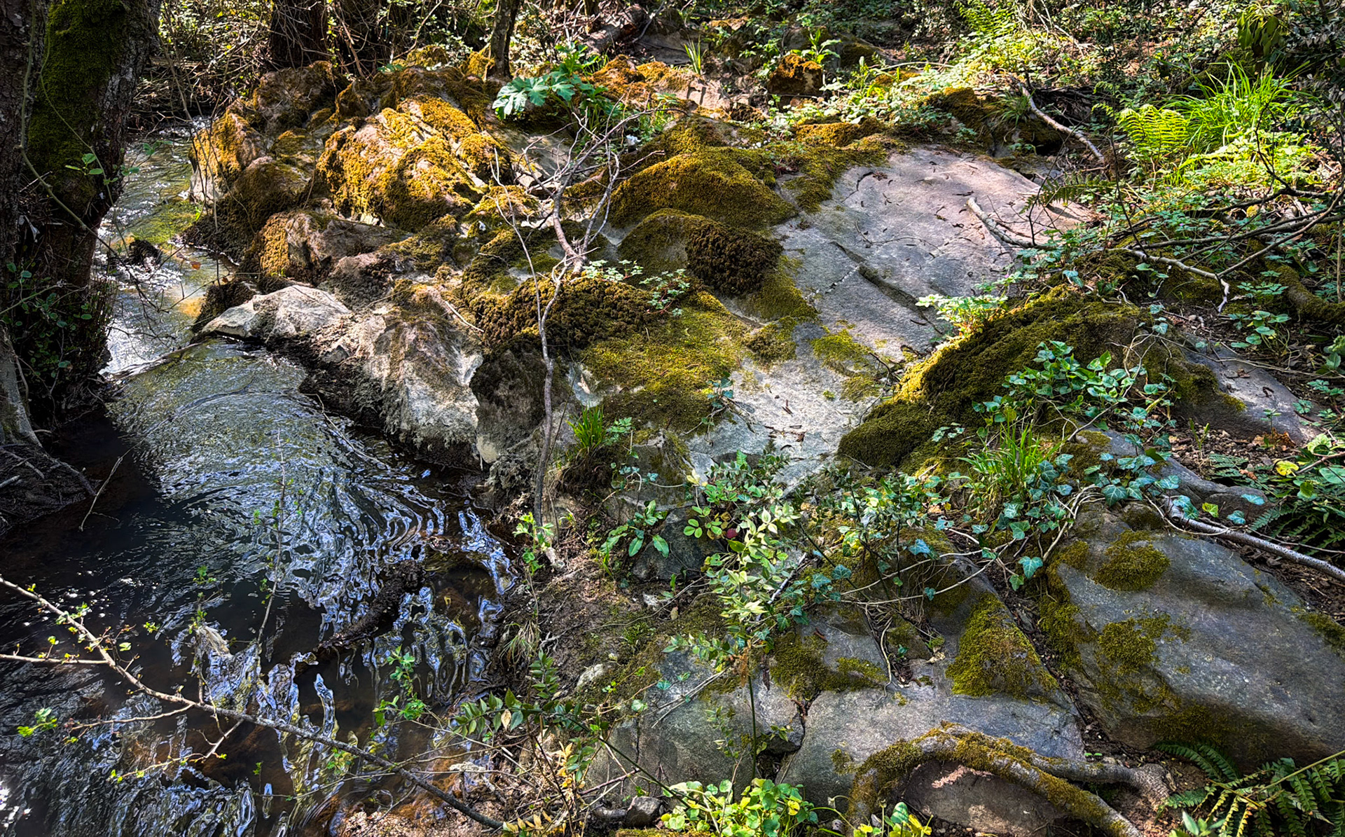 Polonezköy forest, Tabiat Parkı streamside walk: stream