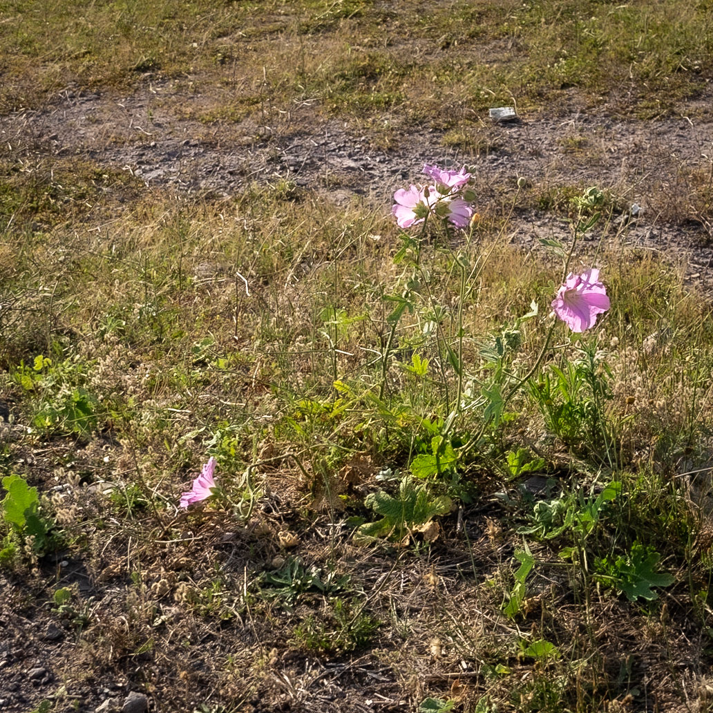 Ömerliköy watermain route: pink flowers