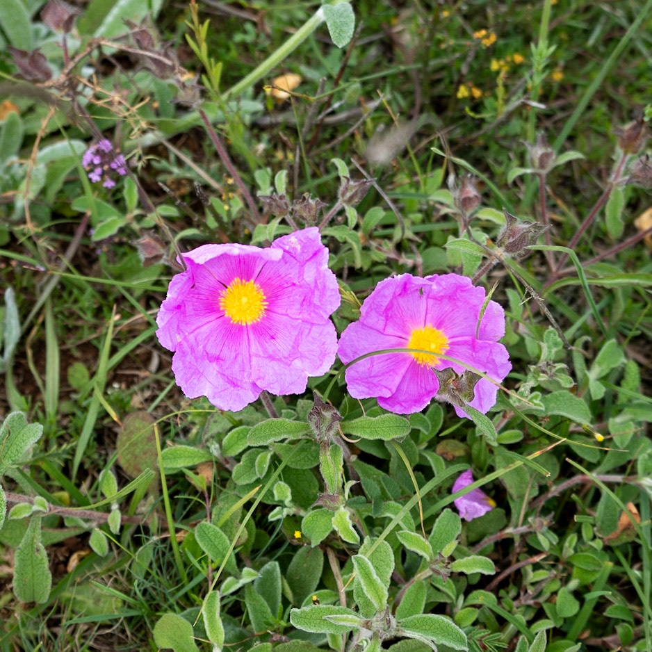 Kocabayır hill: pink dog roses (I think)