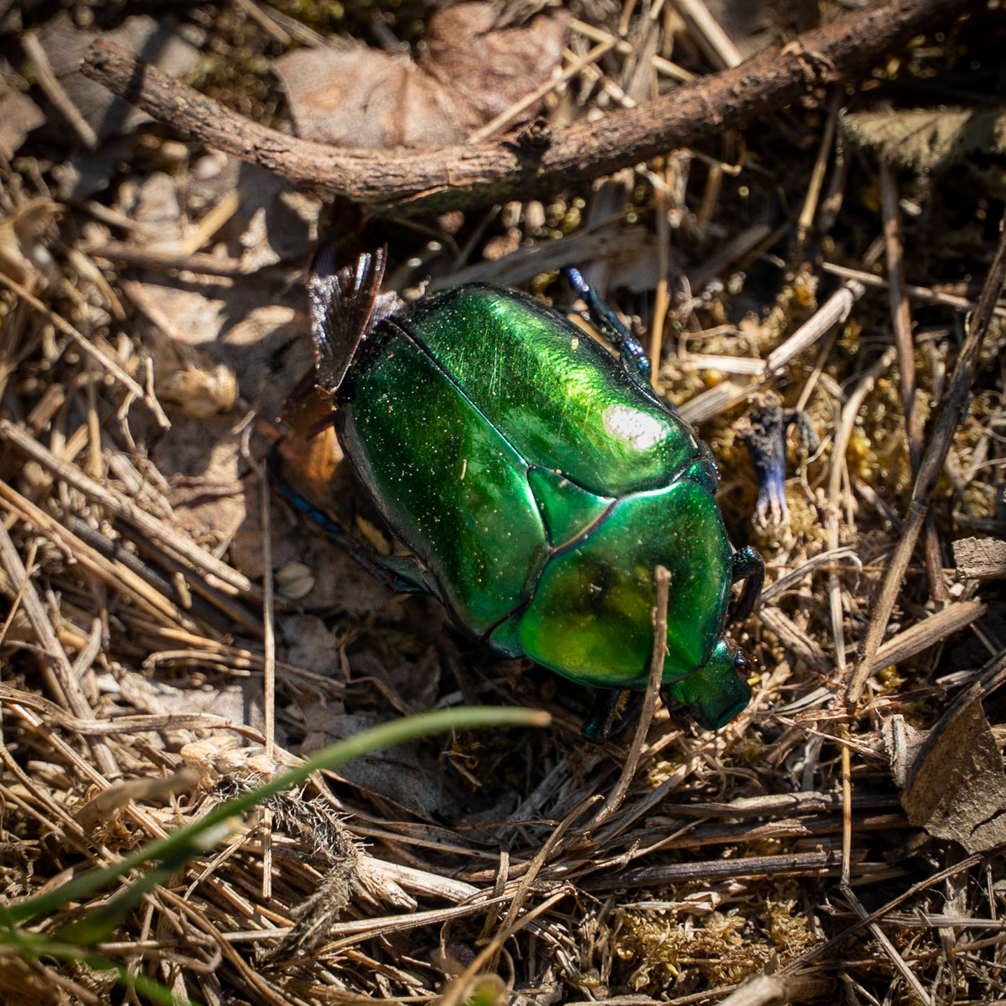 Kanlı reservoir: green beetle