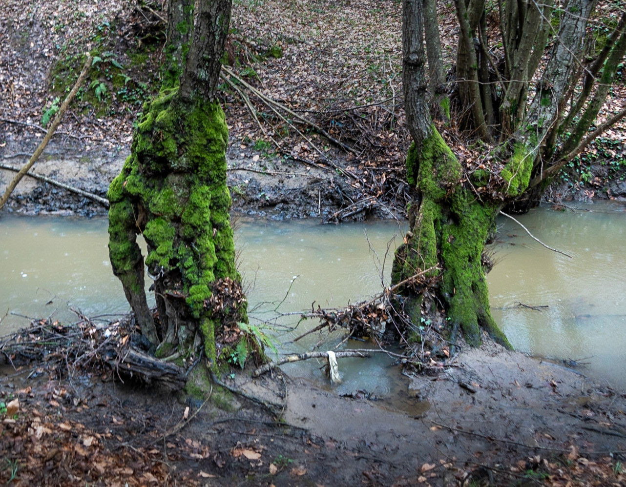Kozu Deresi valleys: stream and old trees