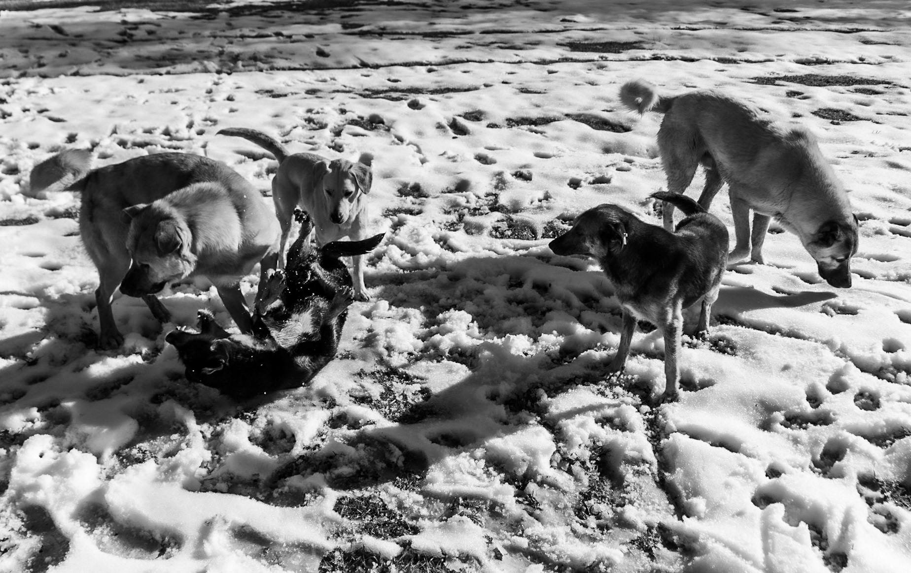 between Cumhuriyet and Polonezköy: dog sport