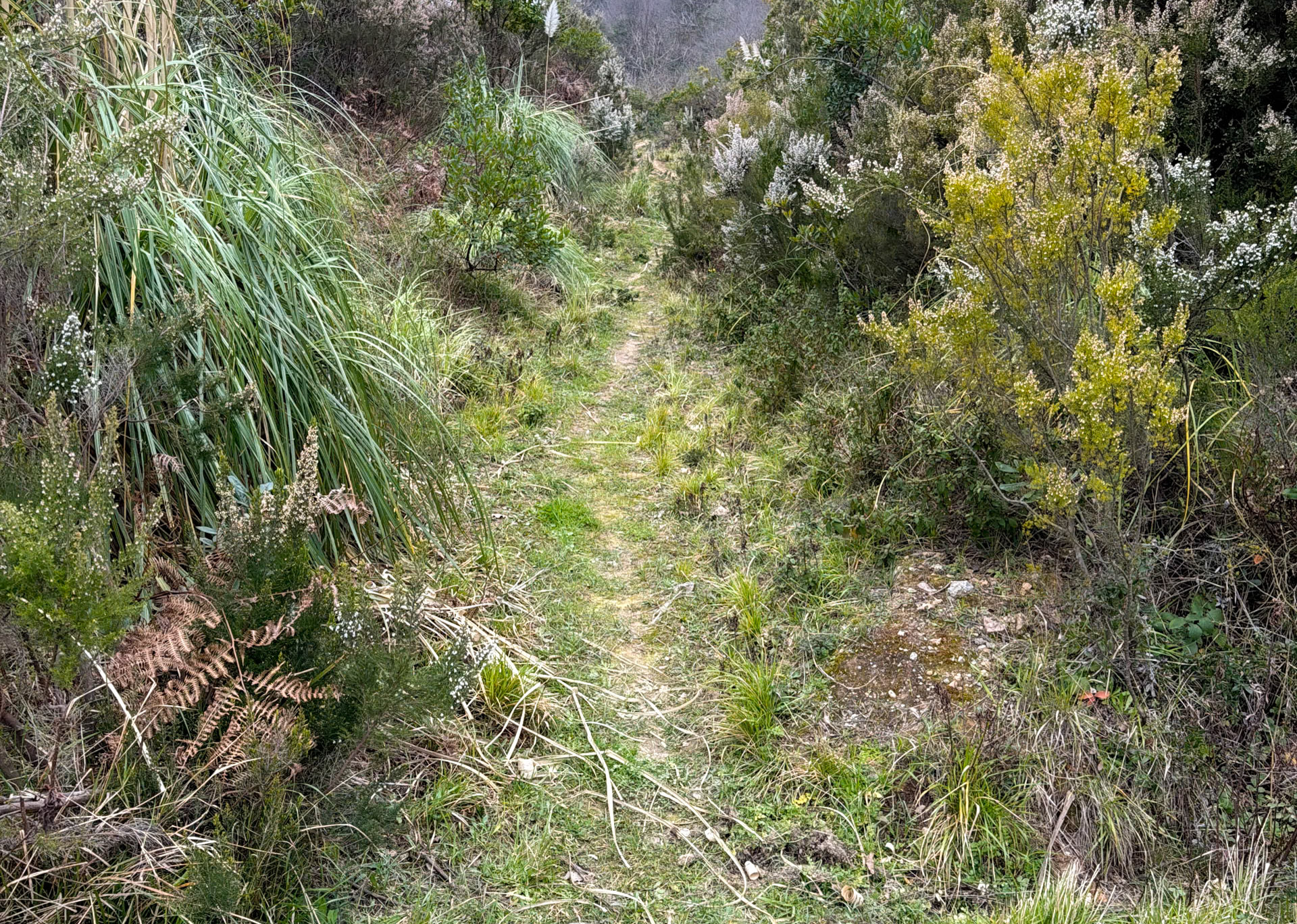 Acaristan wall nature walk: path through heather in flower