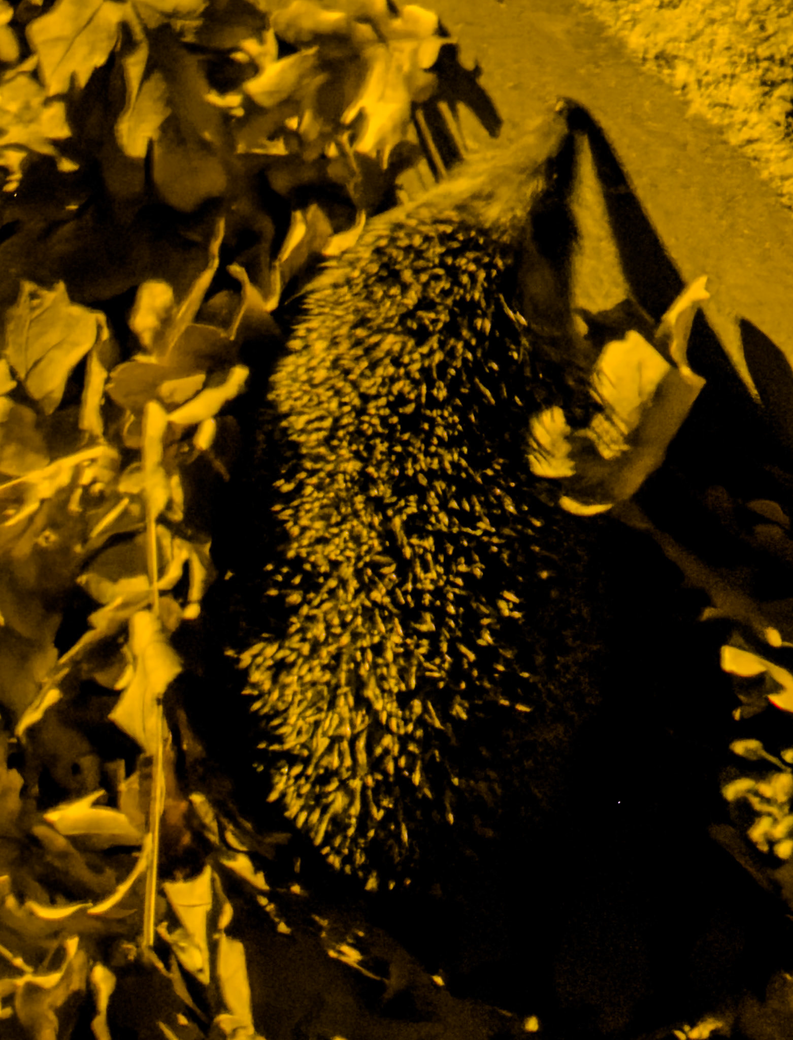 Alacalı village: hedgehog