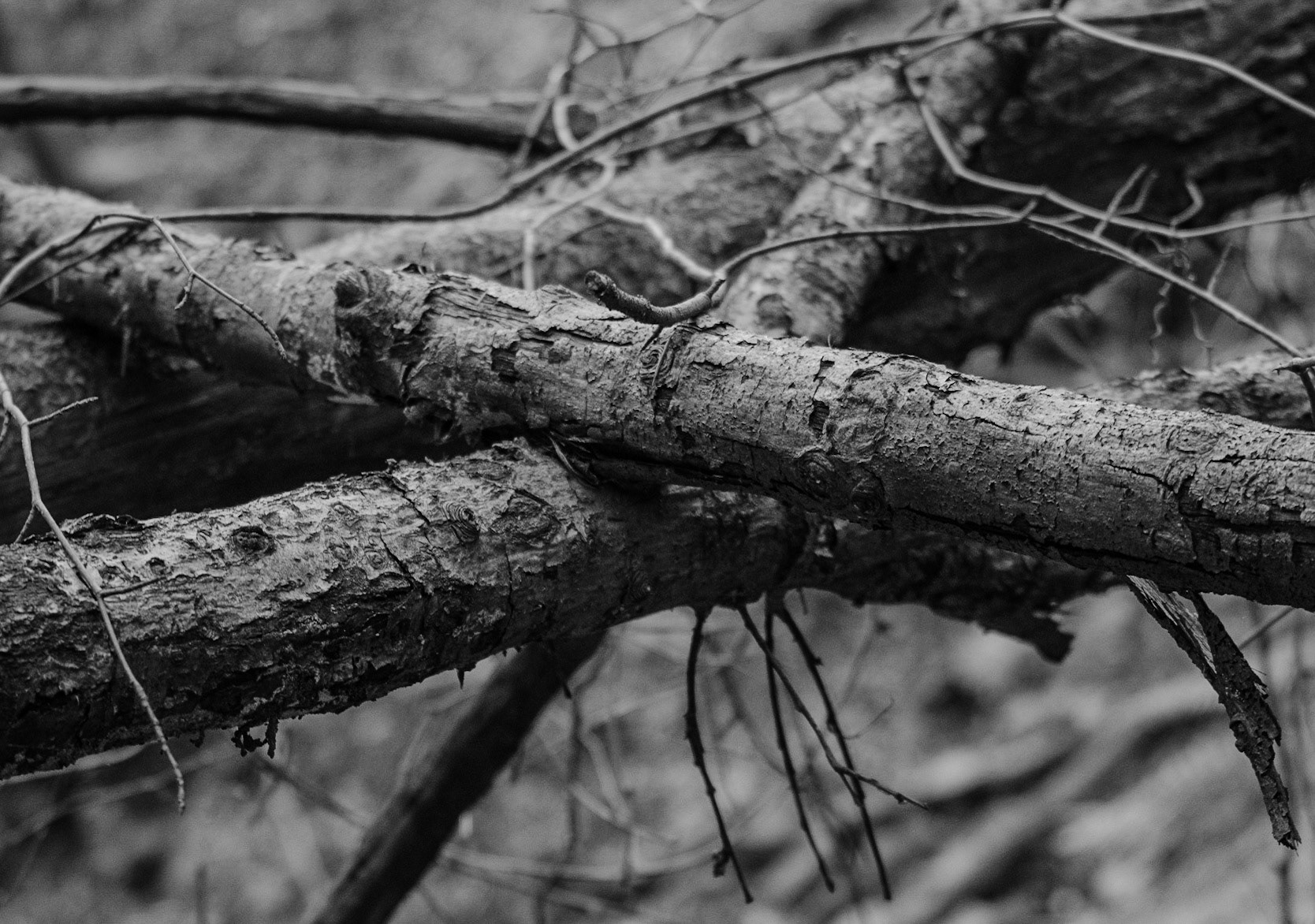 between Zerzevat and Mahmut Şevket Paşa: crossed branches