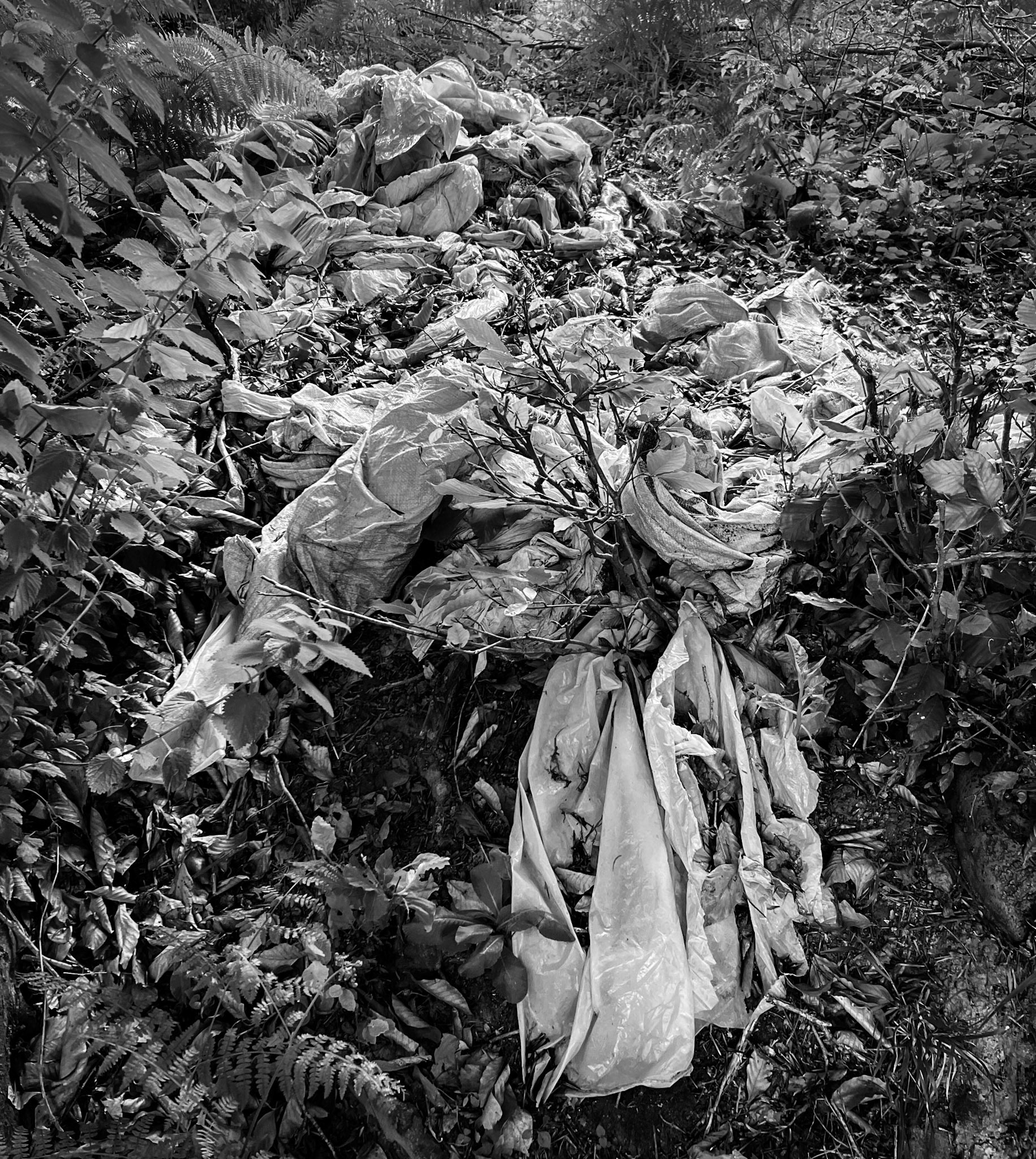 Mahmut Şevket Paşa S hill: plastic waste