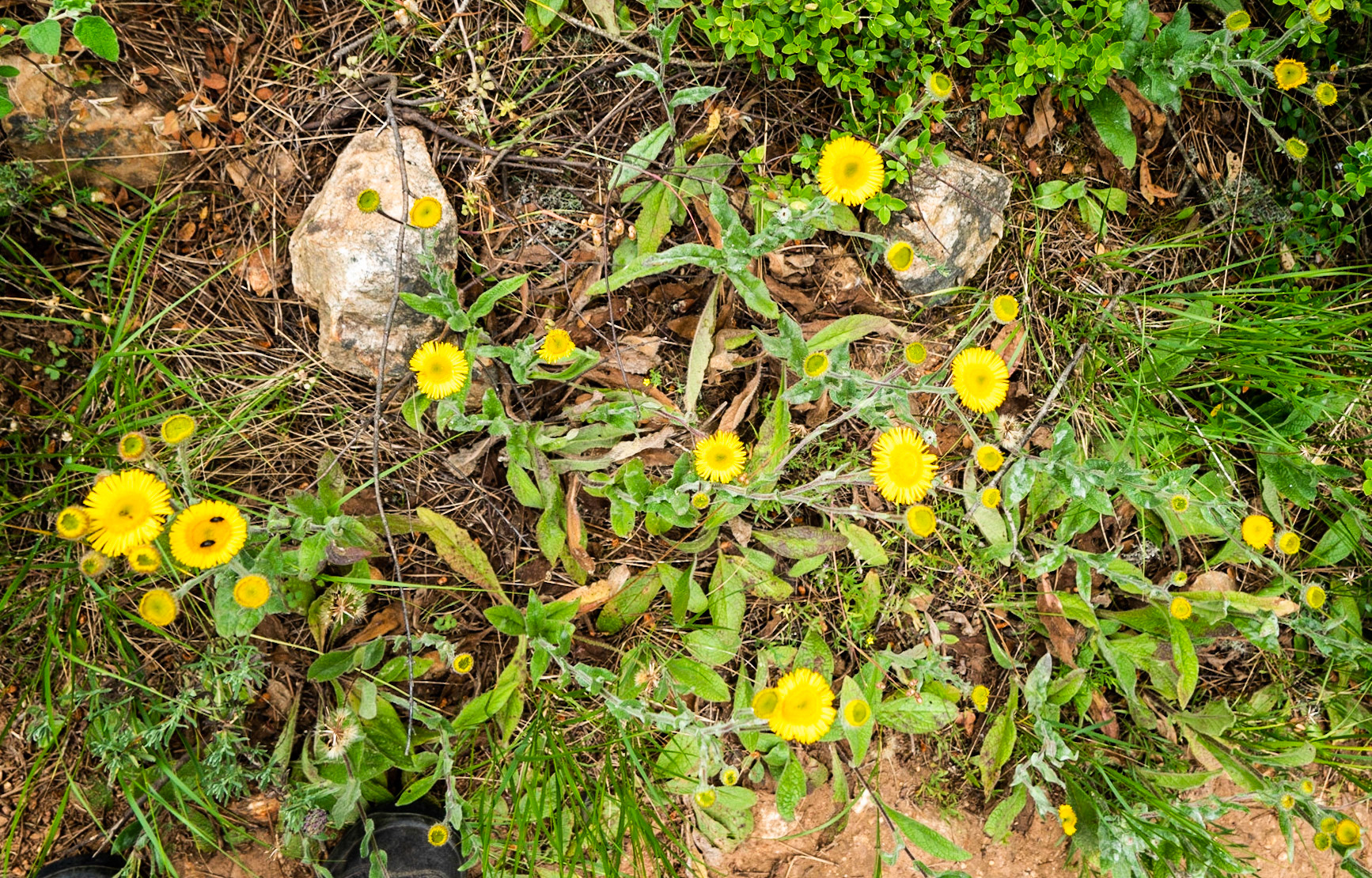 Adadaǧ hills: yellow flowers