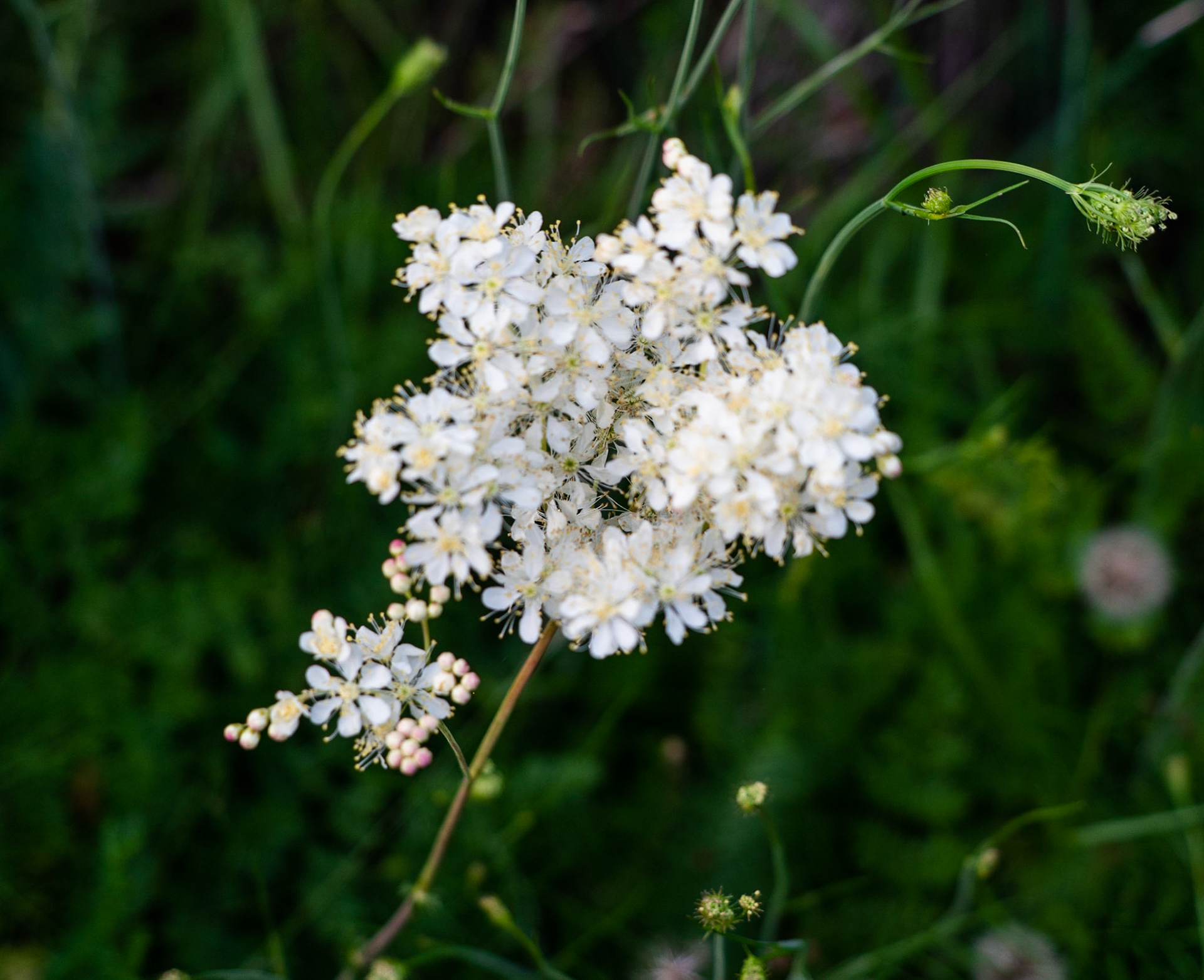 Paşaköy gorge: white flower