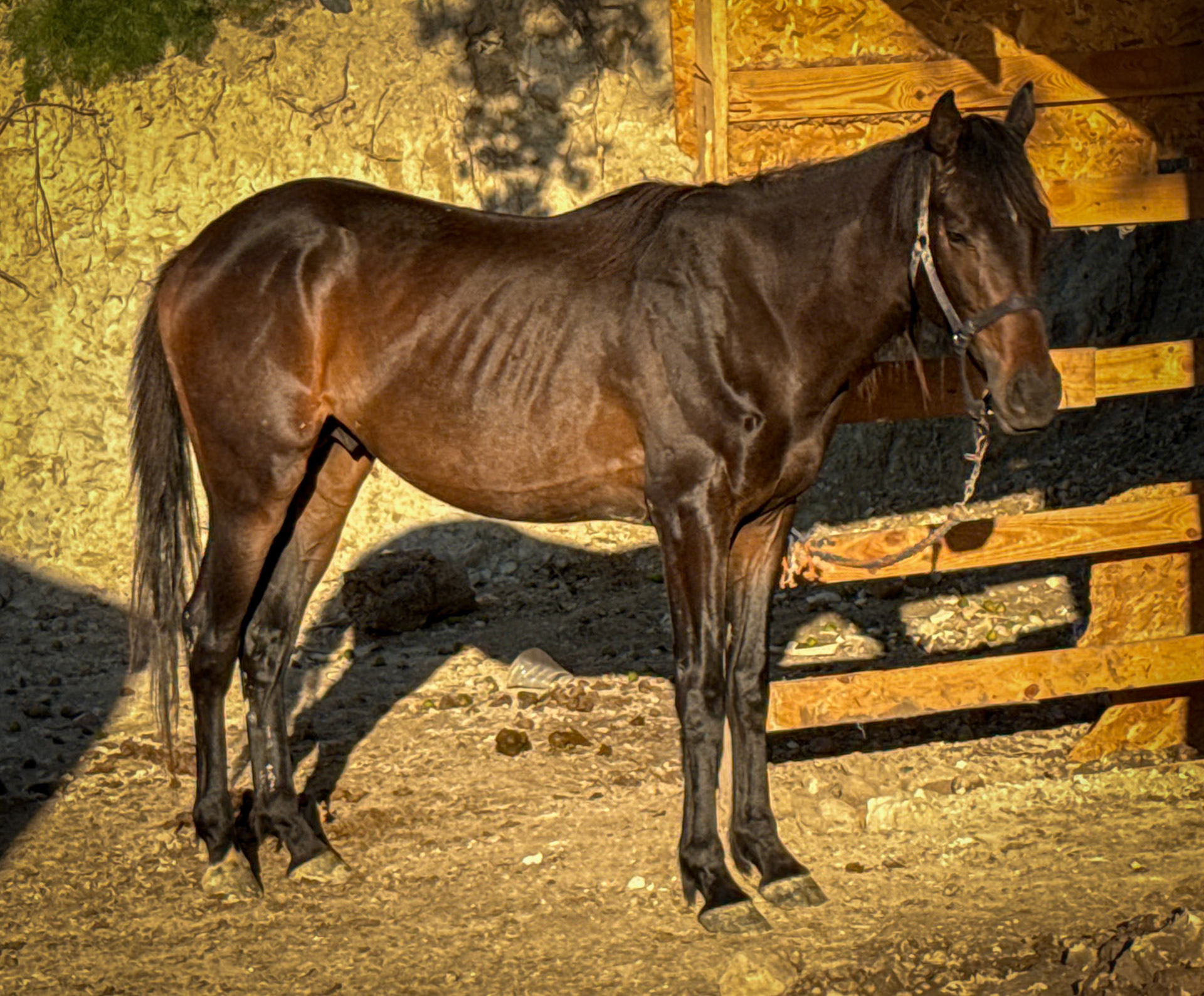 Yarımburgaz city farms: chestnut stallion