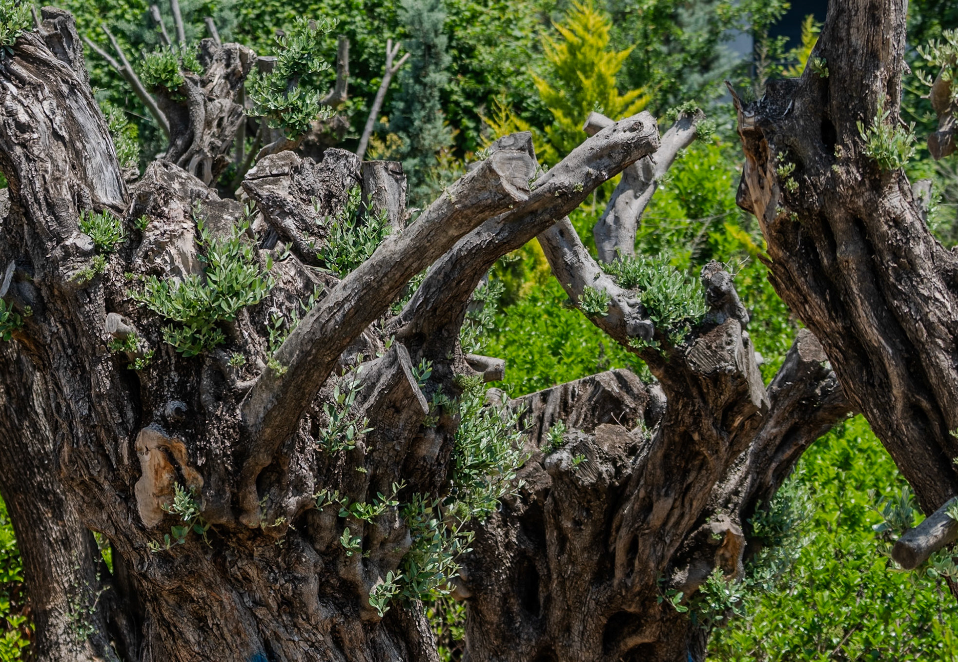 Kapaklı Tepesi: old olive trees