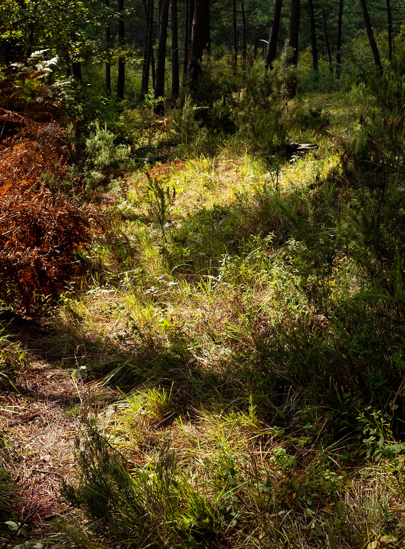between Ballıca and Ömerli reservoir: woodland