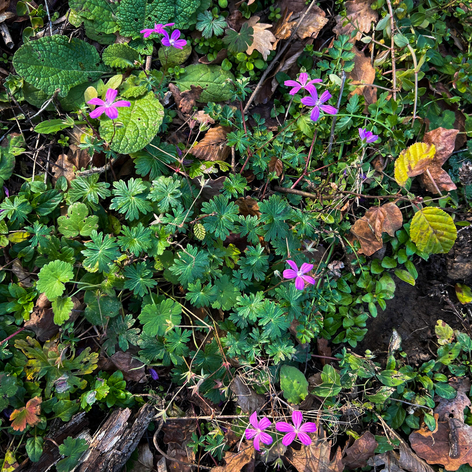 İshaklı forest: pink flowers