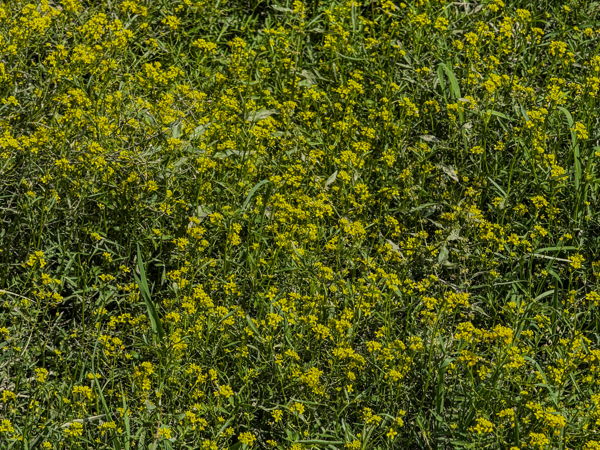 Değirmendere valley: yellow flowers