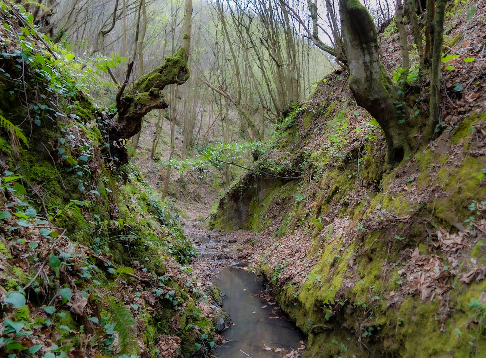 Kozlu stream valley: the stream and old trees