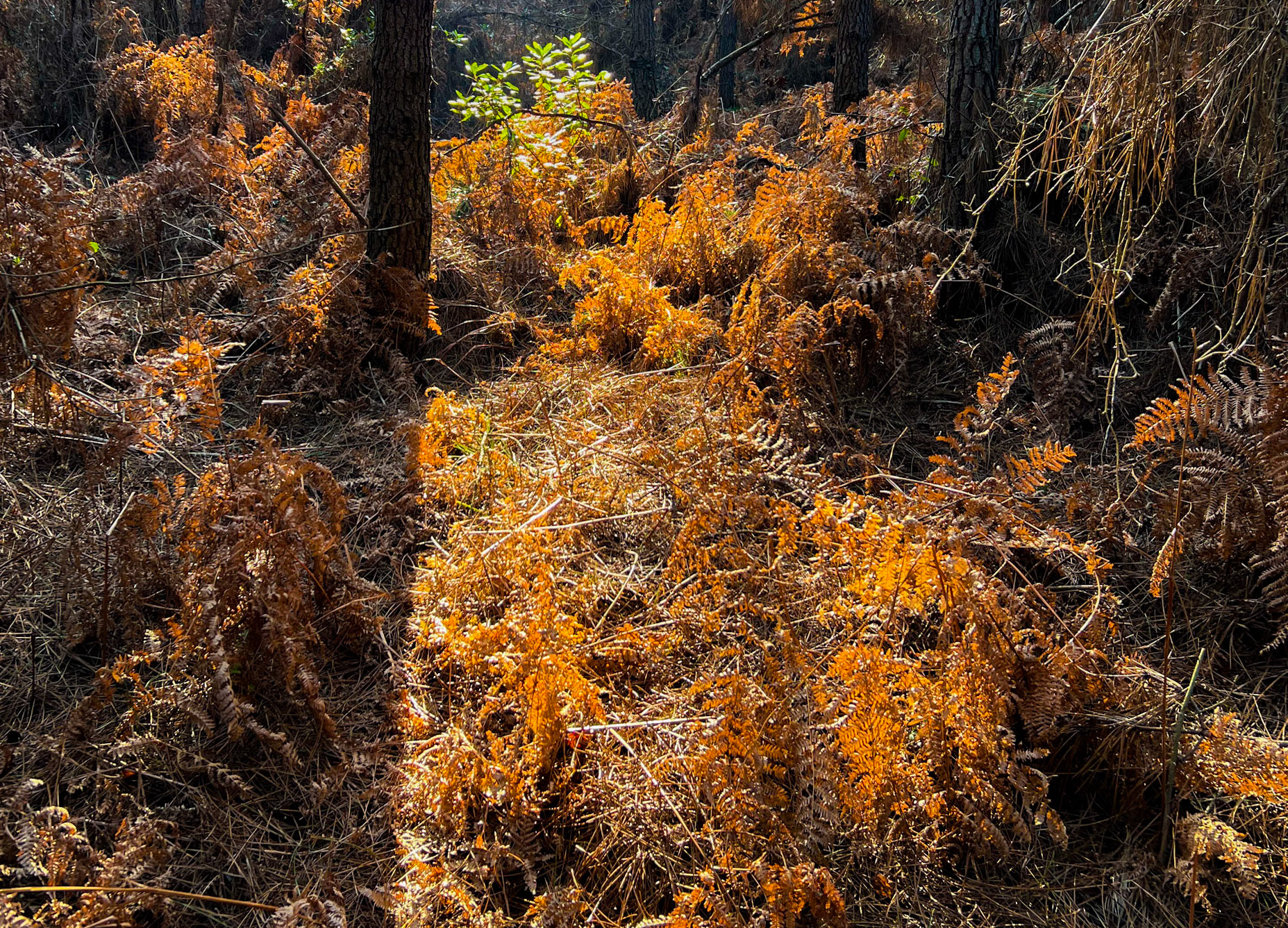 Poyraz SE wood: orange winter bracken