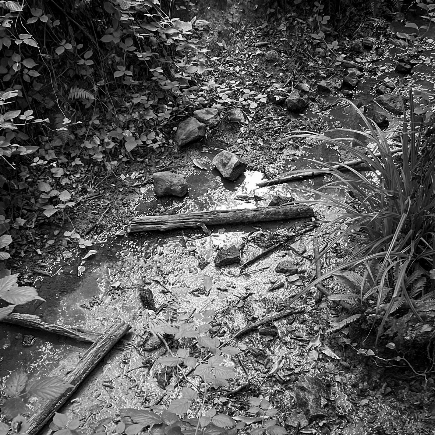 one of Deǧirmen’s western tributaries: bed