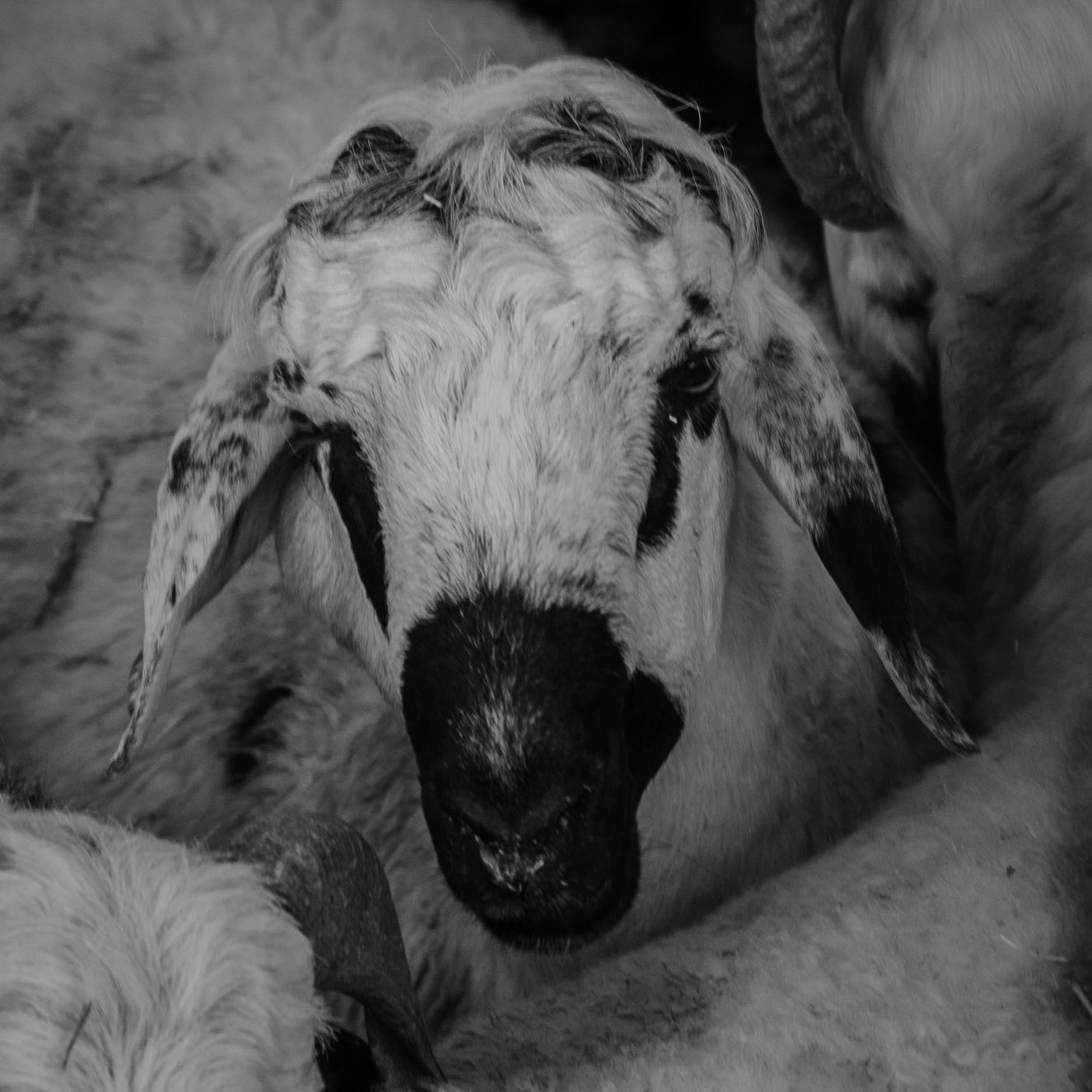 Altınşehir: sheep to be slaughtered at Kurban