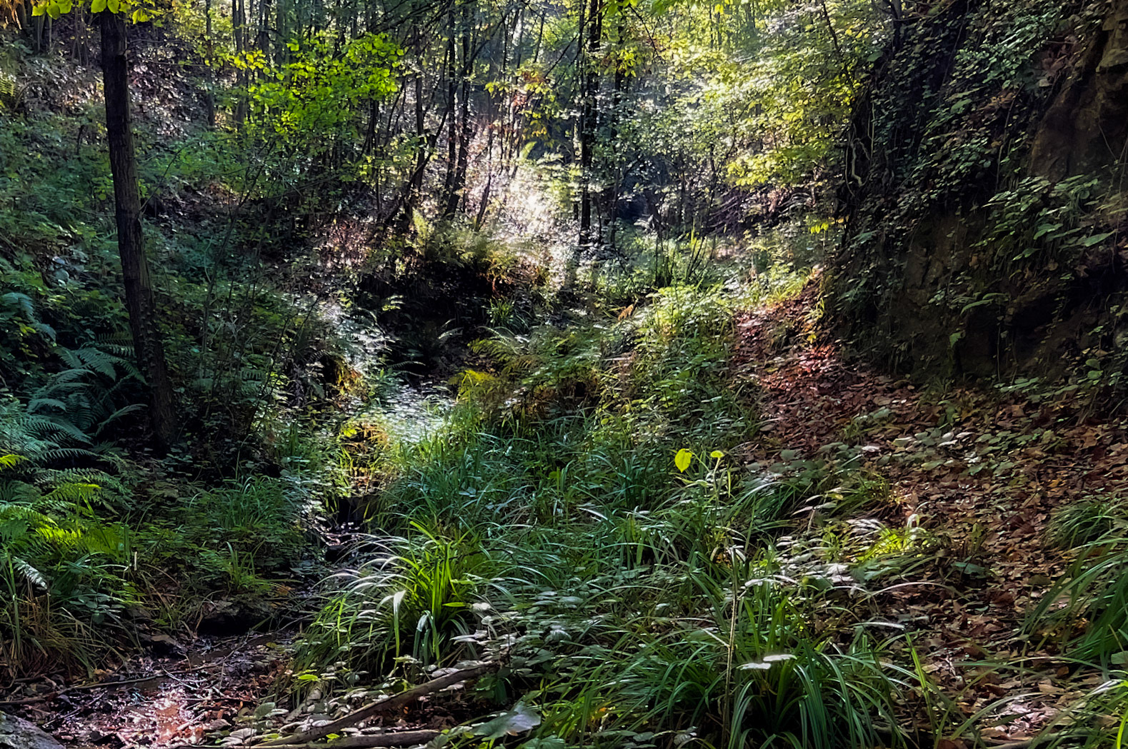 A Deǧirmen tributary streamwalk: the forest
