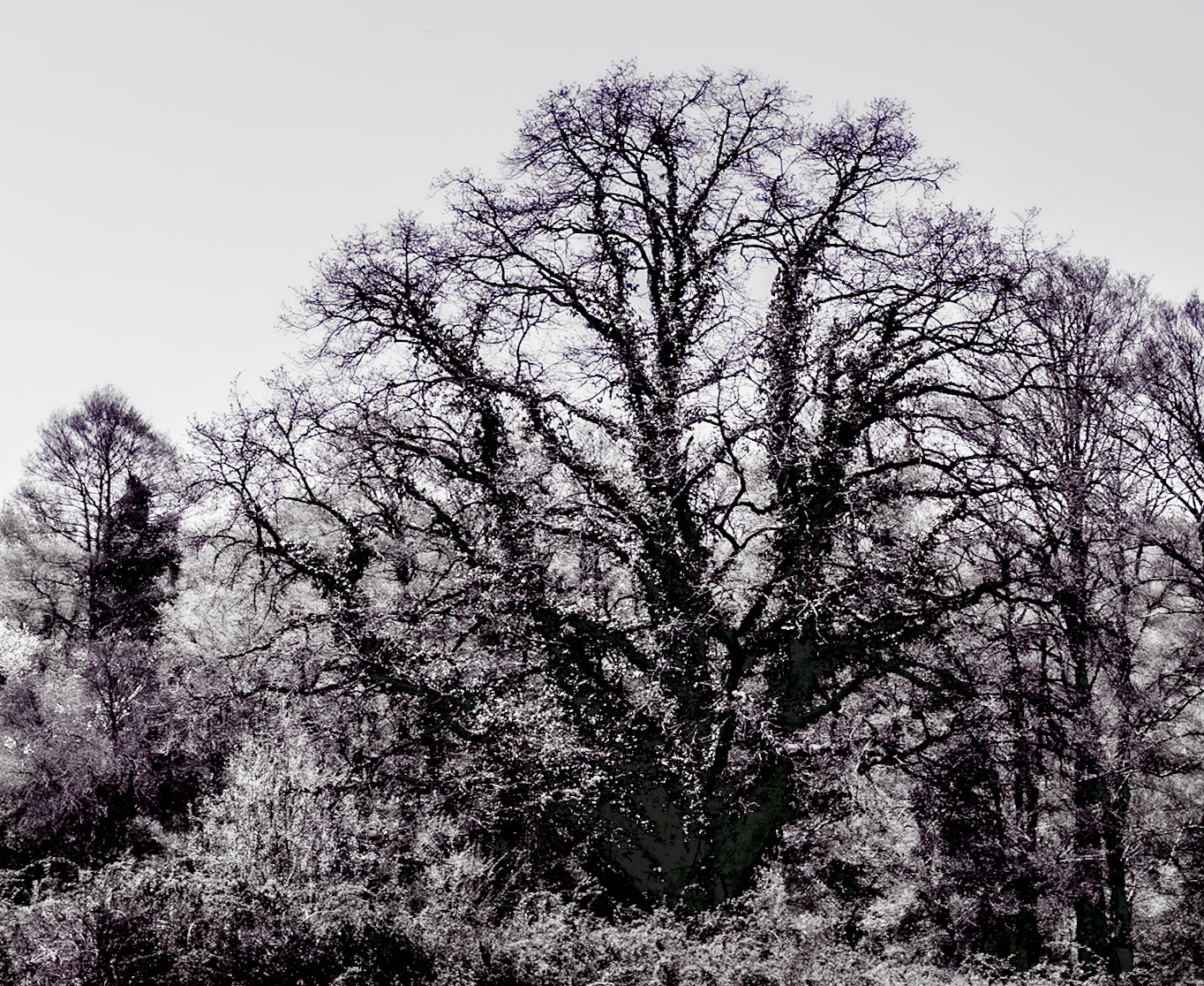 northern Reşadiye forest: ivy-covered tree