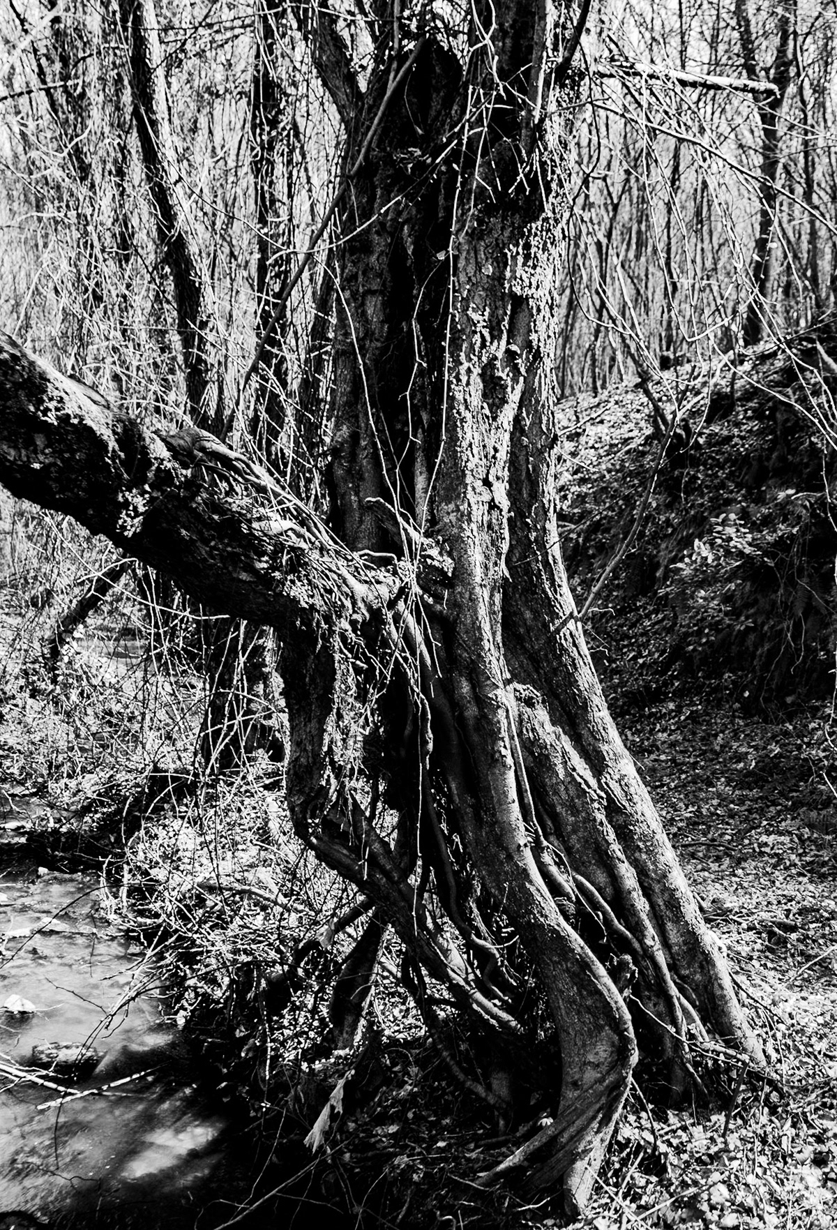Zerzevat stream valley: old tree