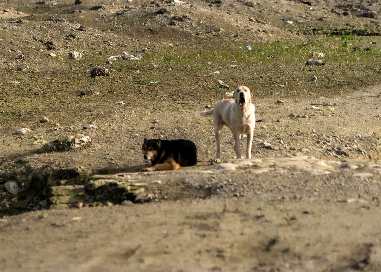 Şamlar: our (pale) day-dog wasn't at all happy with being abandoned but forgave us when we returned; the dark dog just seemed to live there and didn't follow us