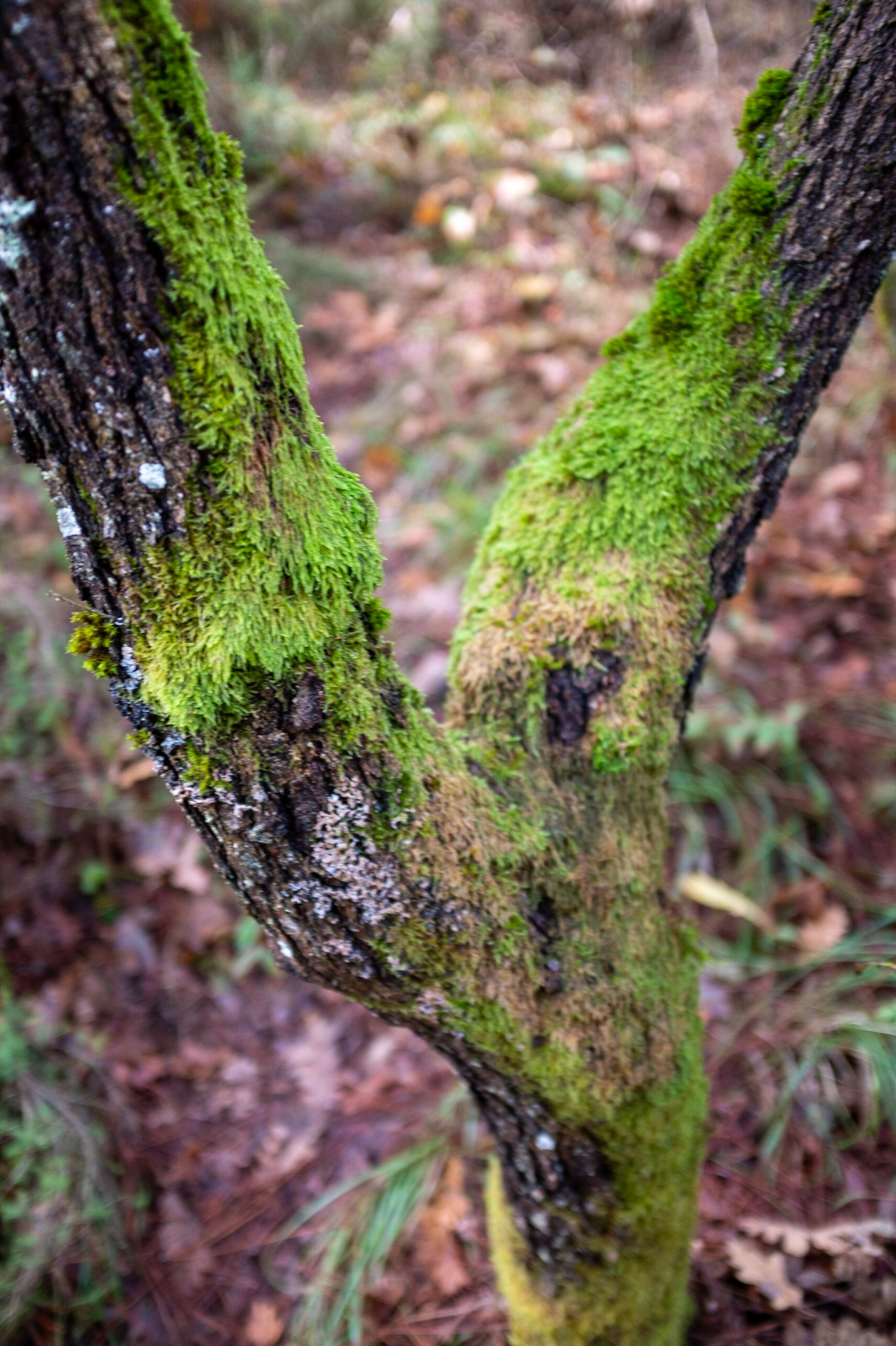 between Ballıca and Ömerli reservoir: moss on bark