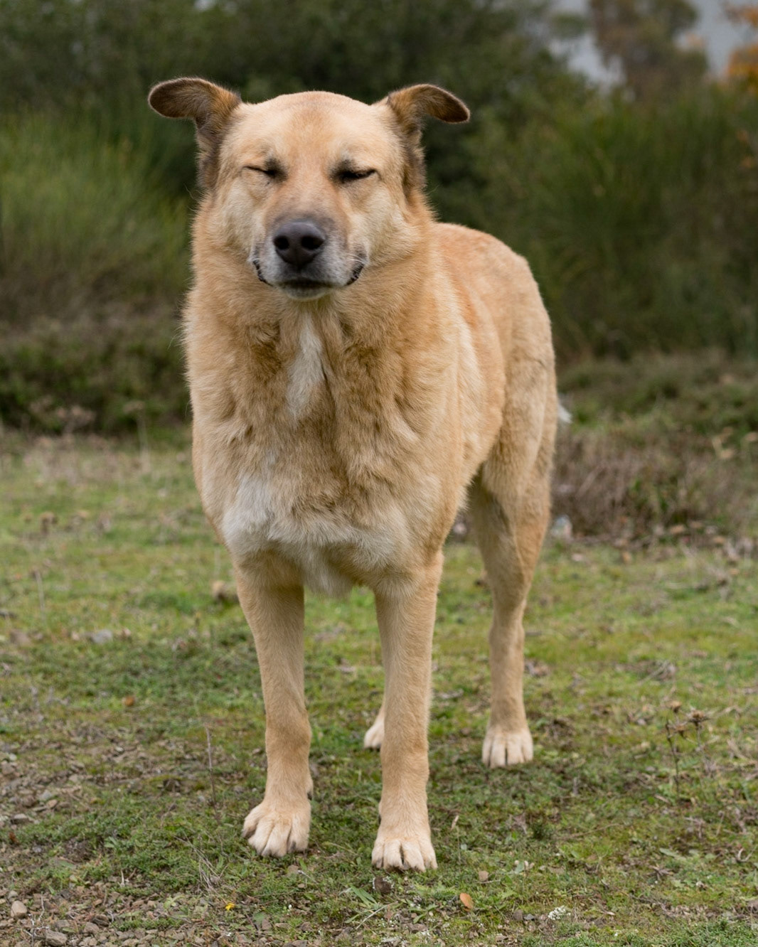 Anadolu Kavaǧı: our day-dog encouraging anthropomorphism