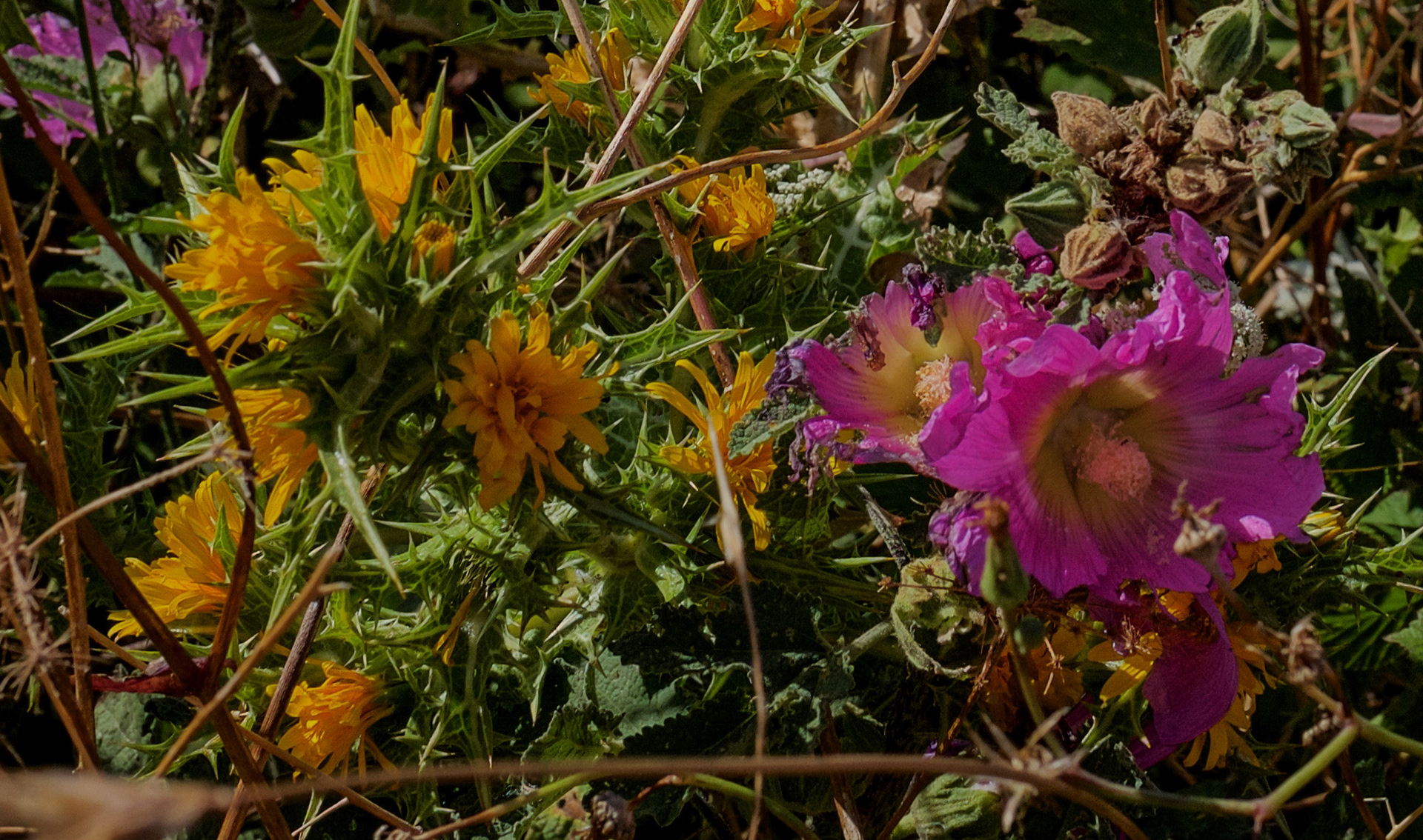 inside Istanbul University Agricultural Faculty's land: common golden thistles and pink flowers