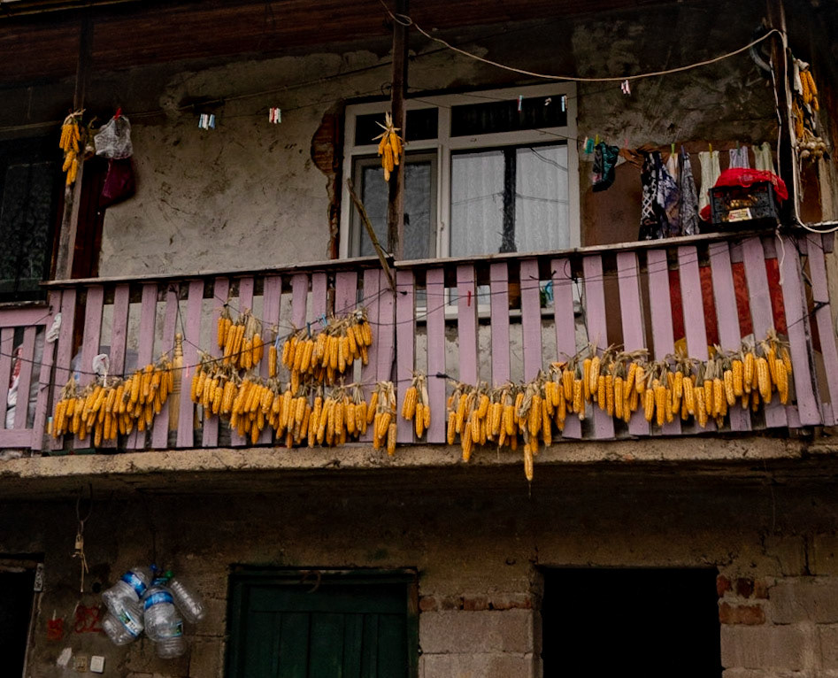 Alibahadır: cobs hanging out to dry