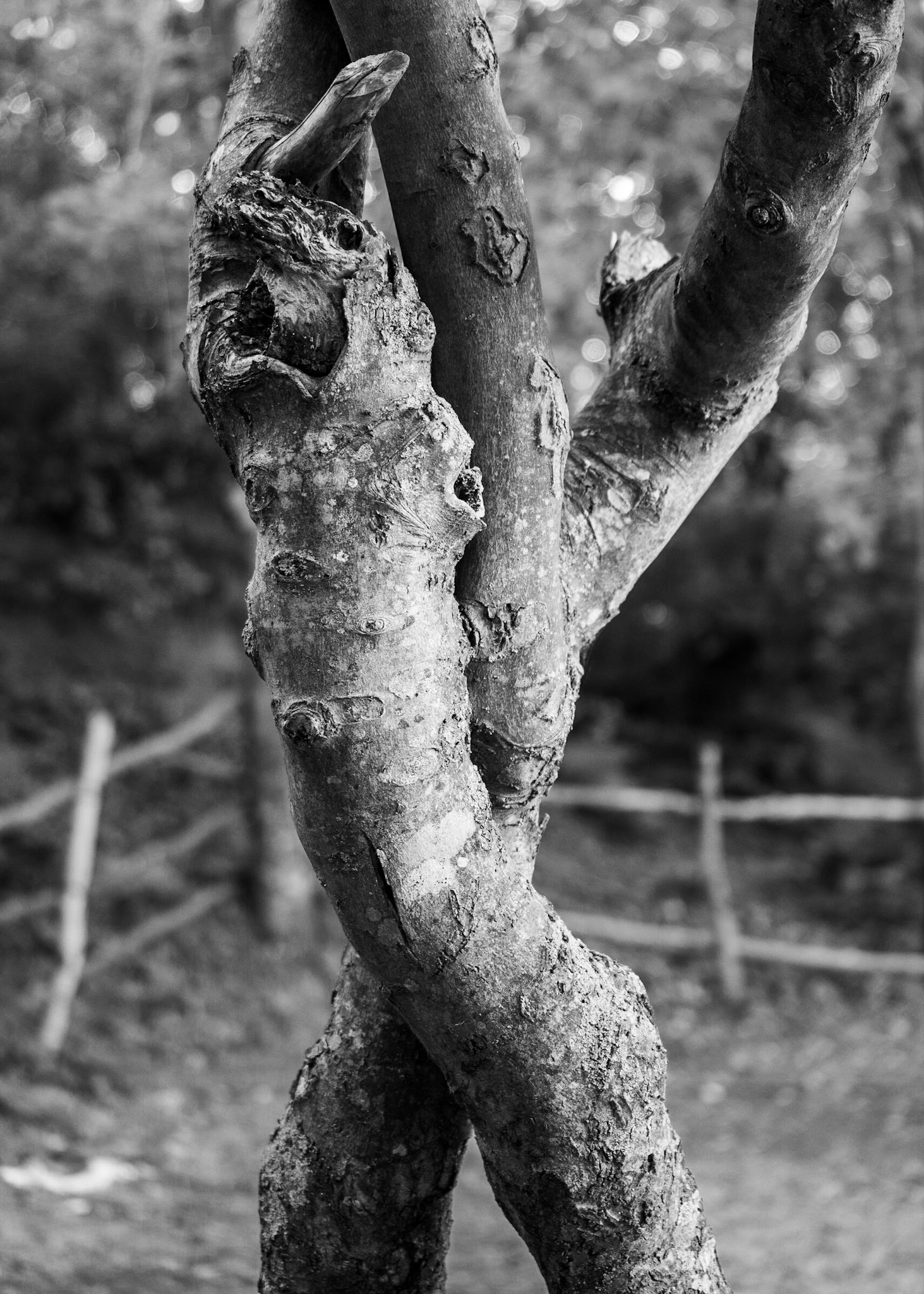 İshaklı reservoir: trees entwined