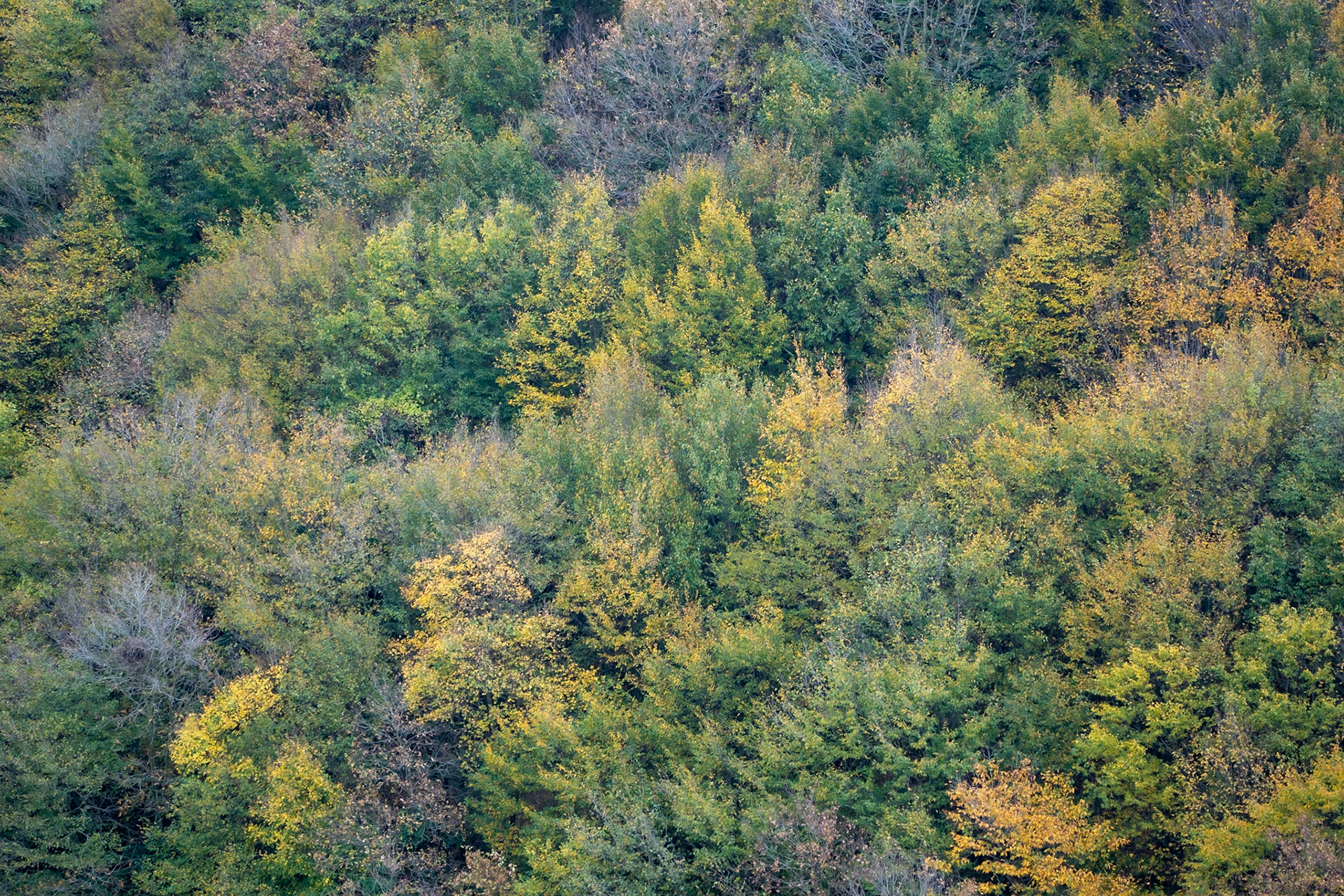 Mahmut Şevket Paşa: autumn trees