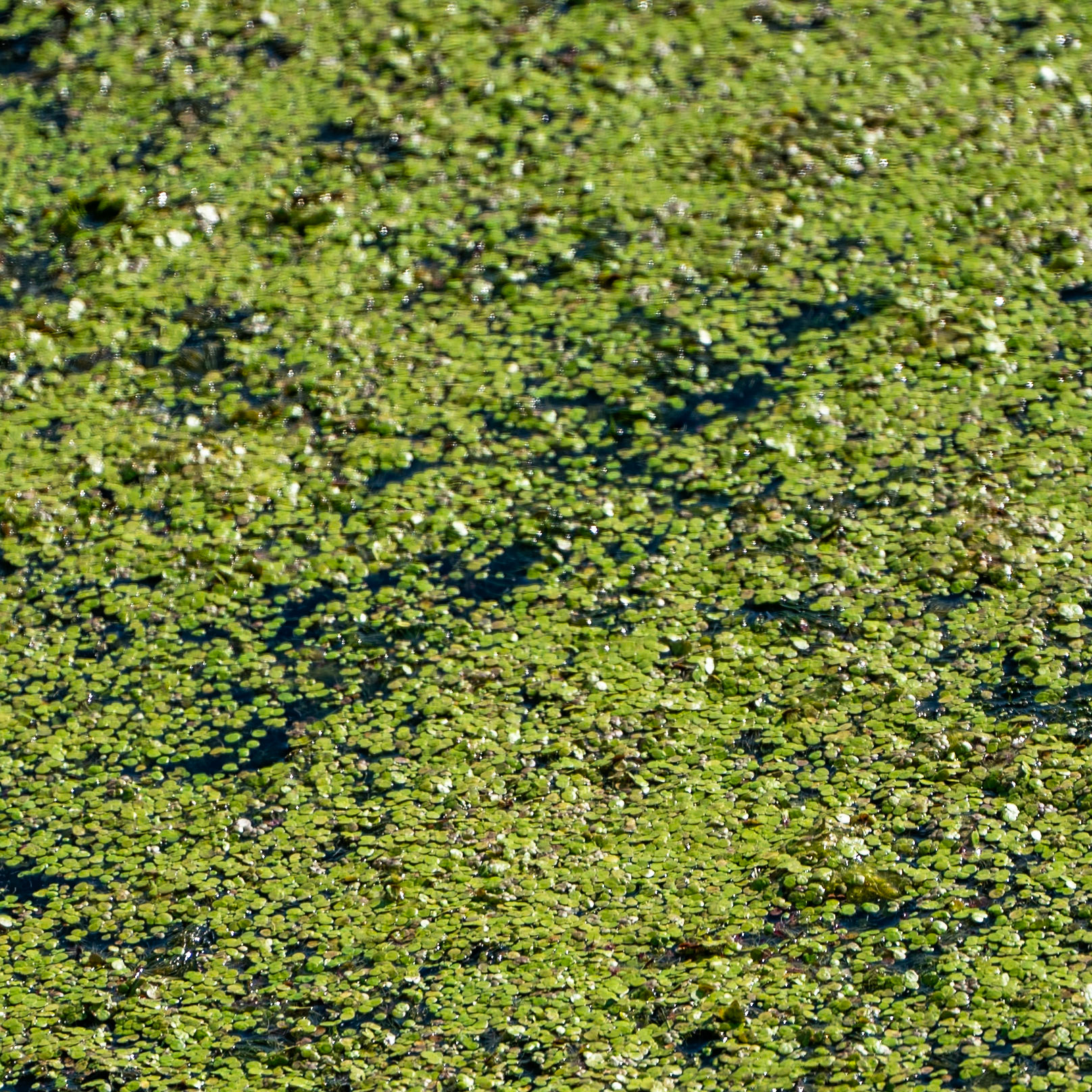 Sazlıdere stagnant river walk: water weed