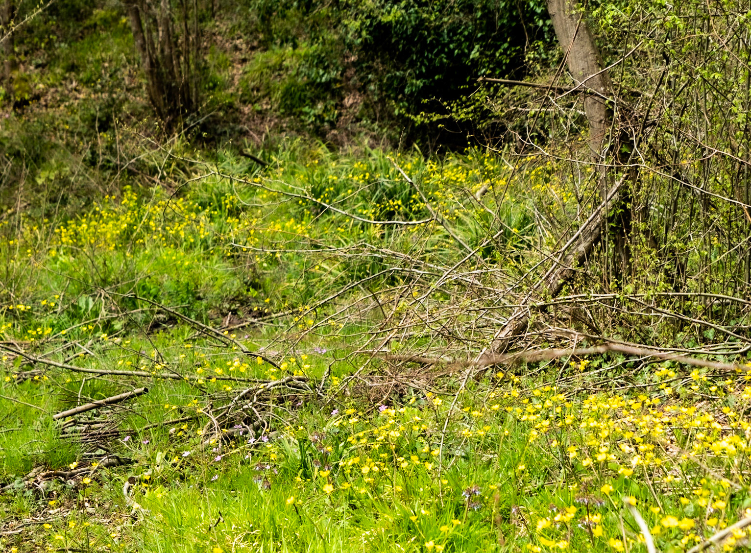 Paşamandıra woodland: buttercups