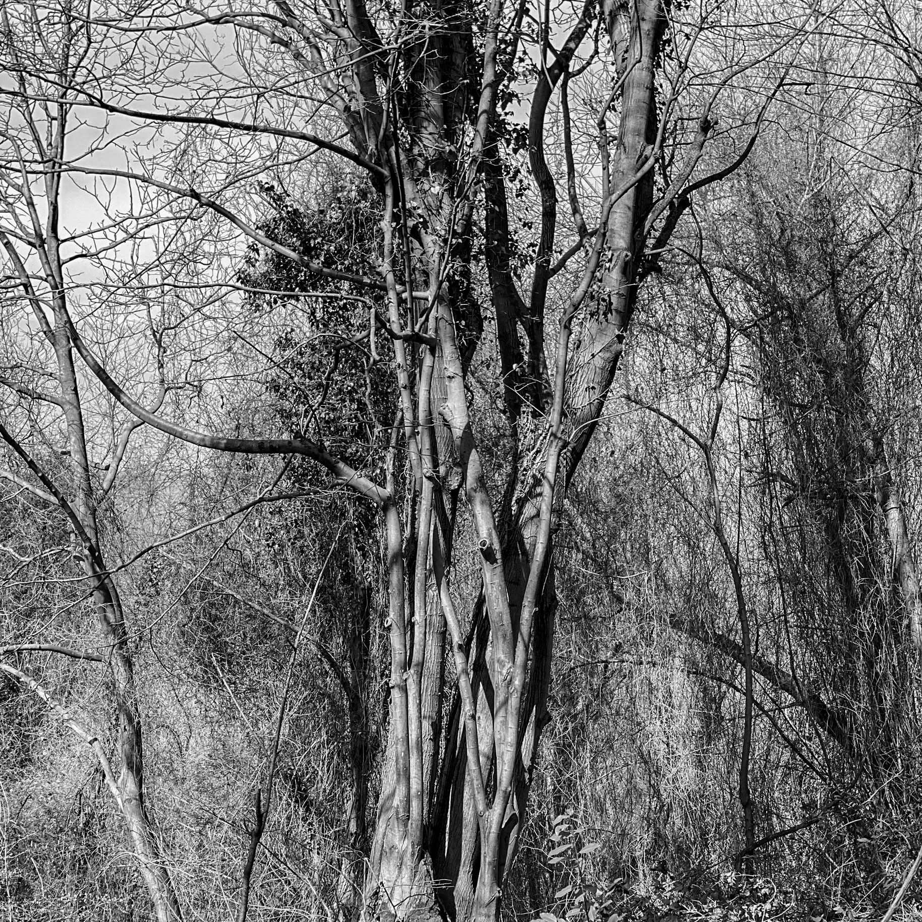 Kaymakdonduran woods: old tree