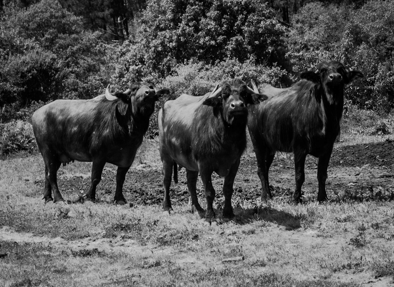 the northeastern Sazlıdere flower meadow: quizzical water buffalo