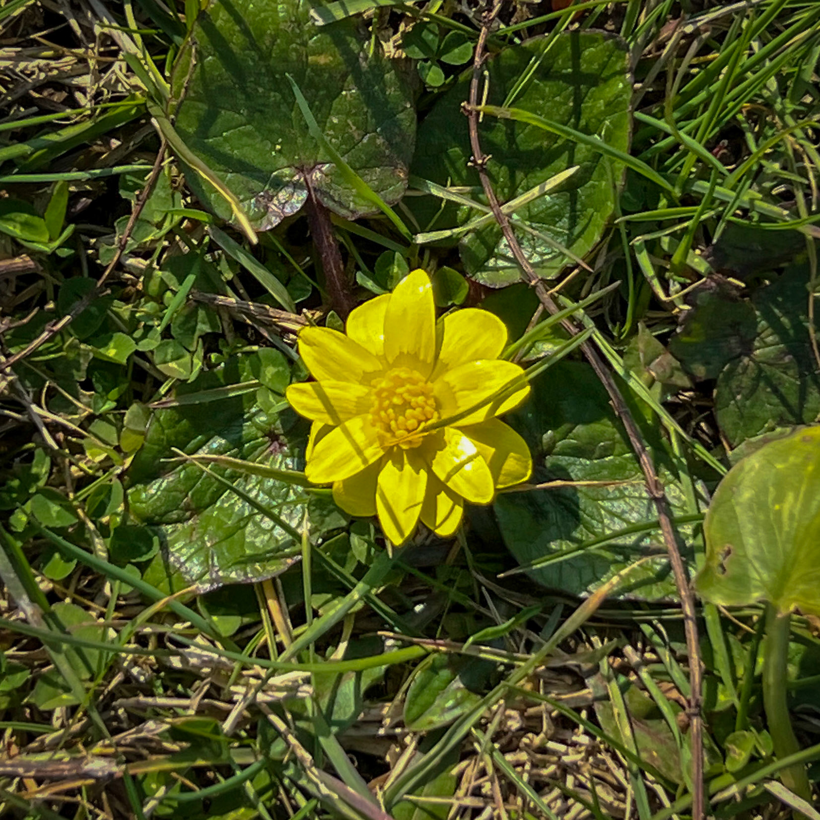 Yom meadow: a yellow flower