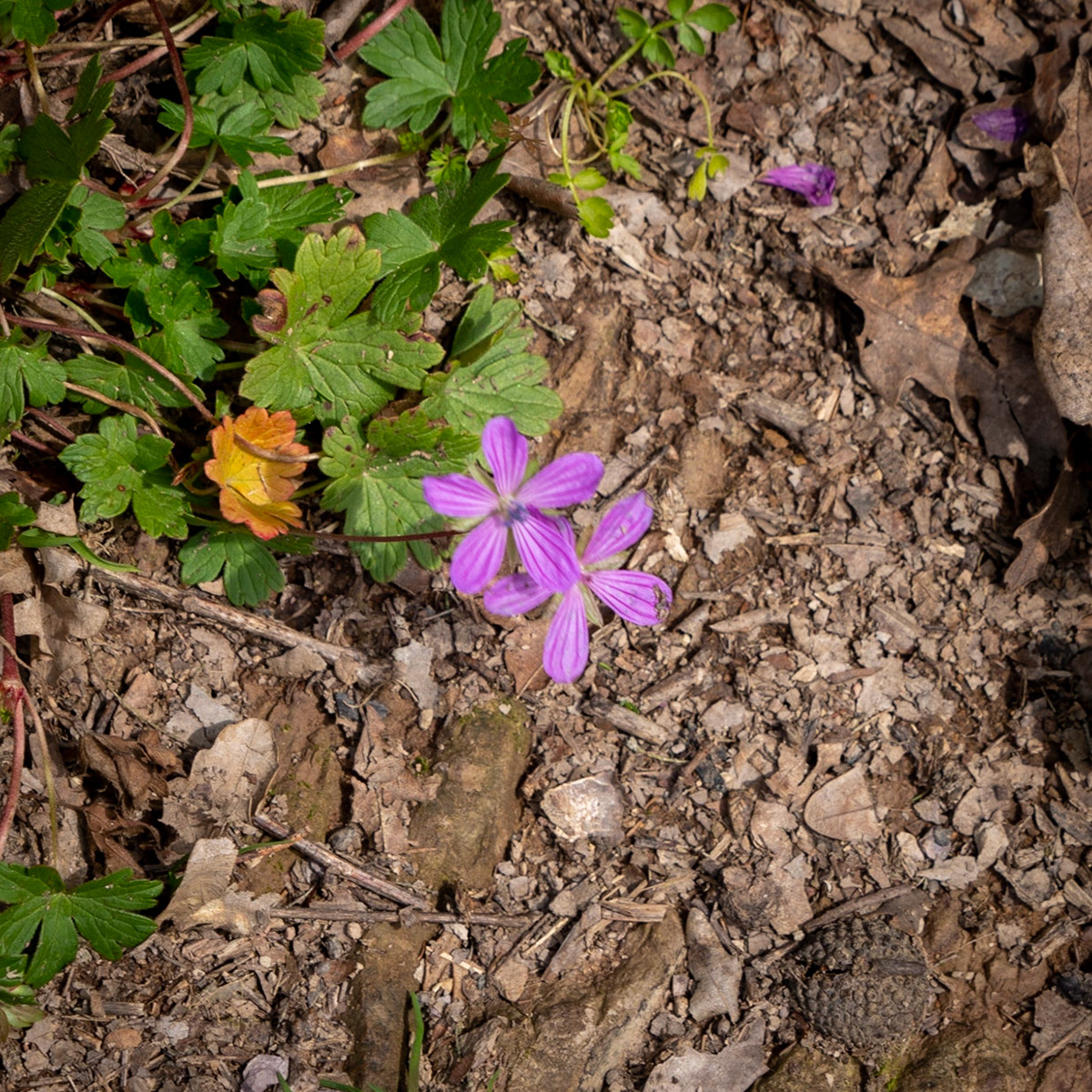 Mahmut Şevket Paşa's hills: pink flowers